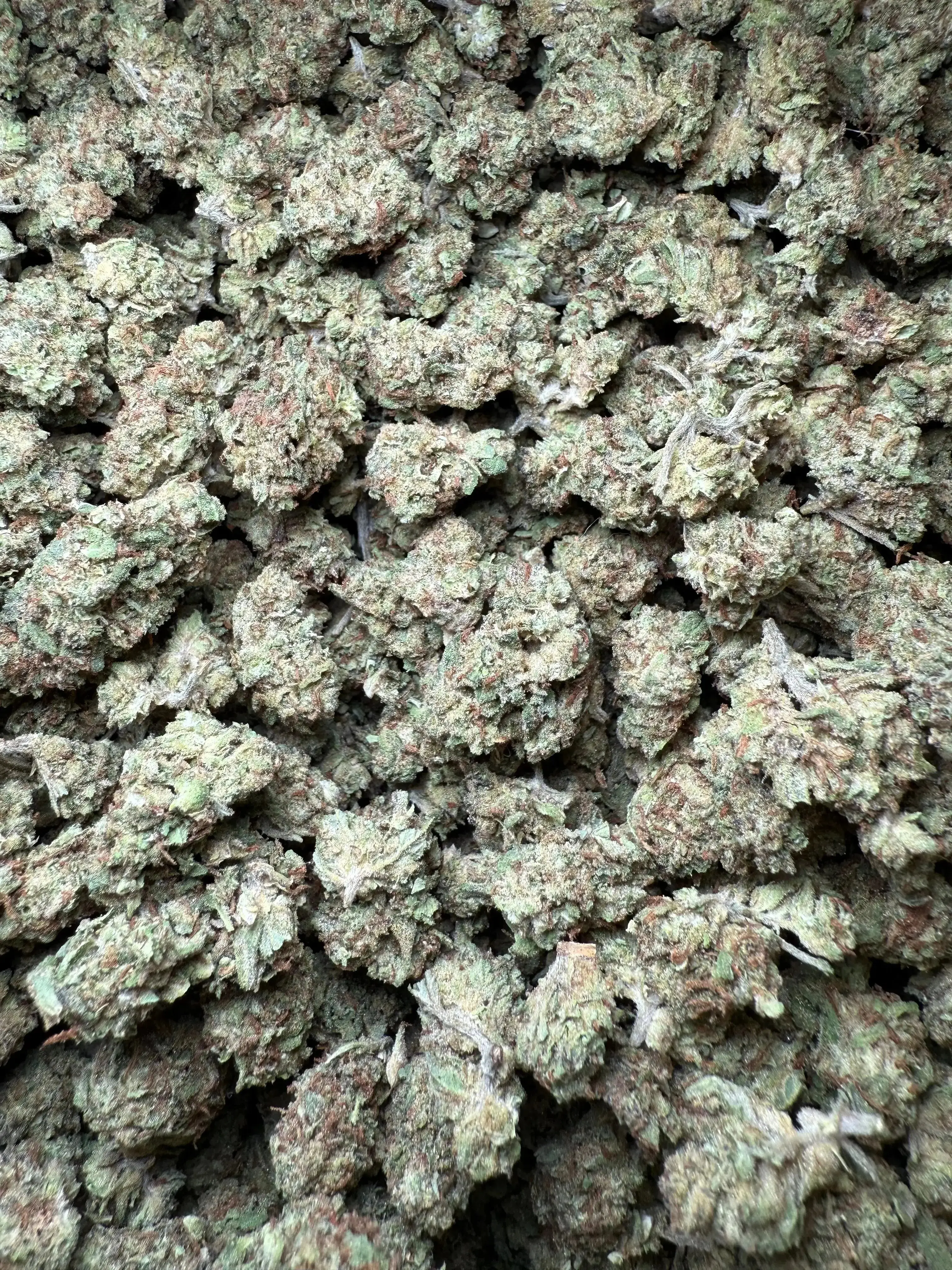 1 Pound Han Solo THCA (Smalls) - Image 3