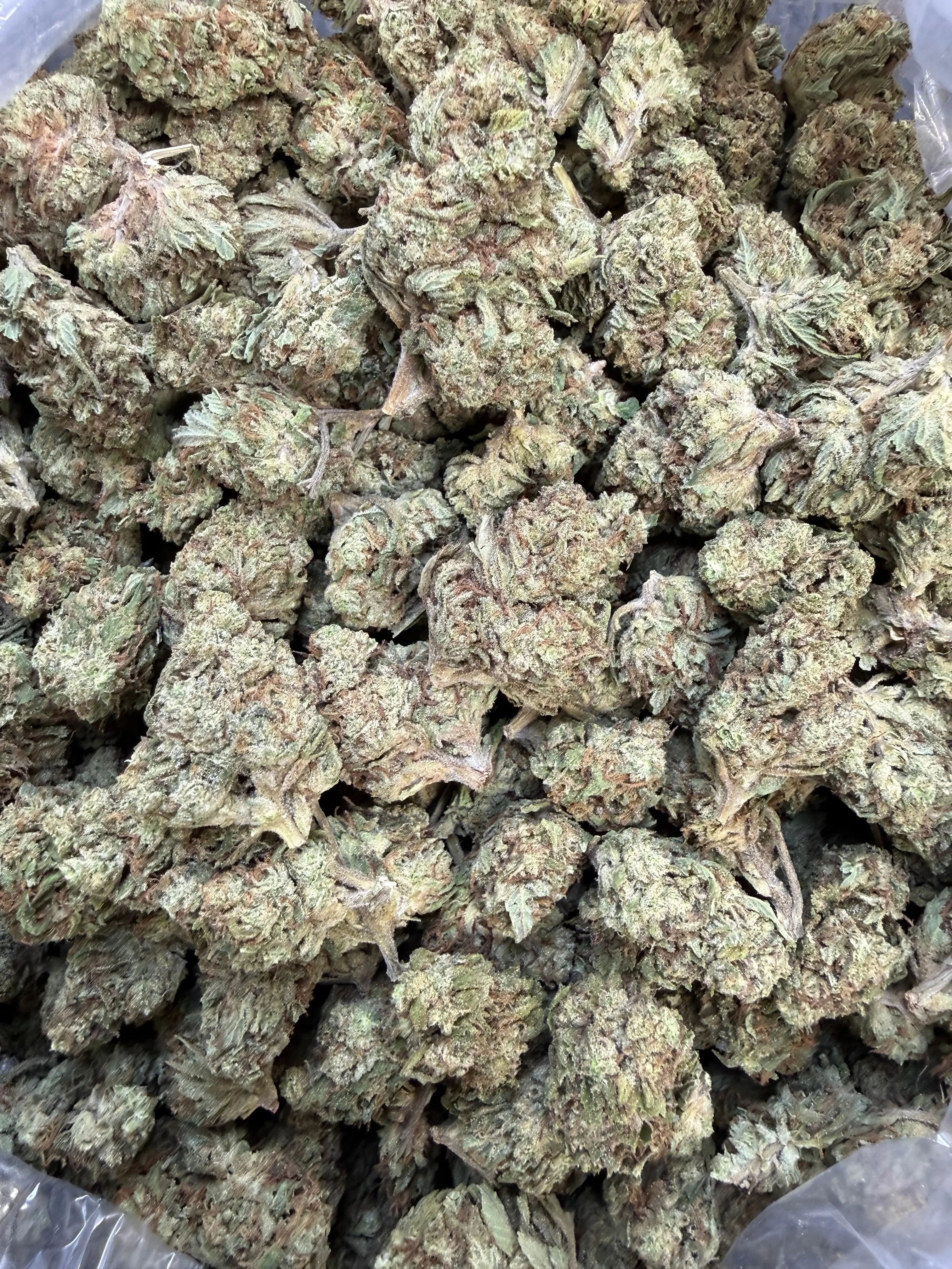 1 Pound - Double Burger THCA Flower - Image 5