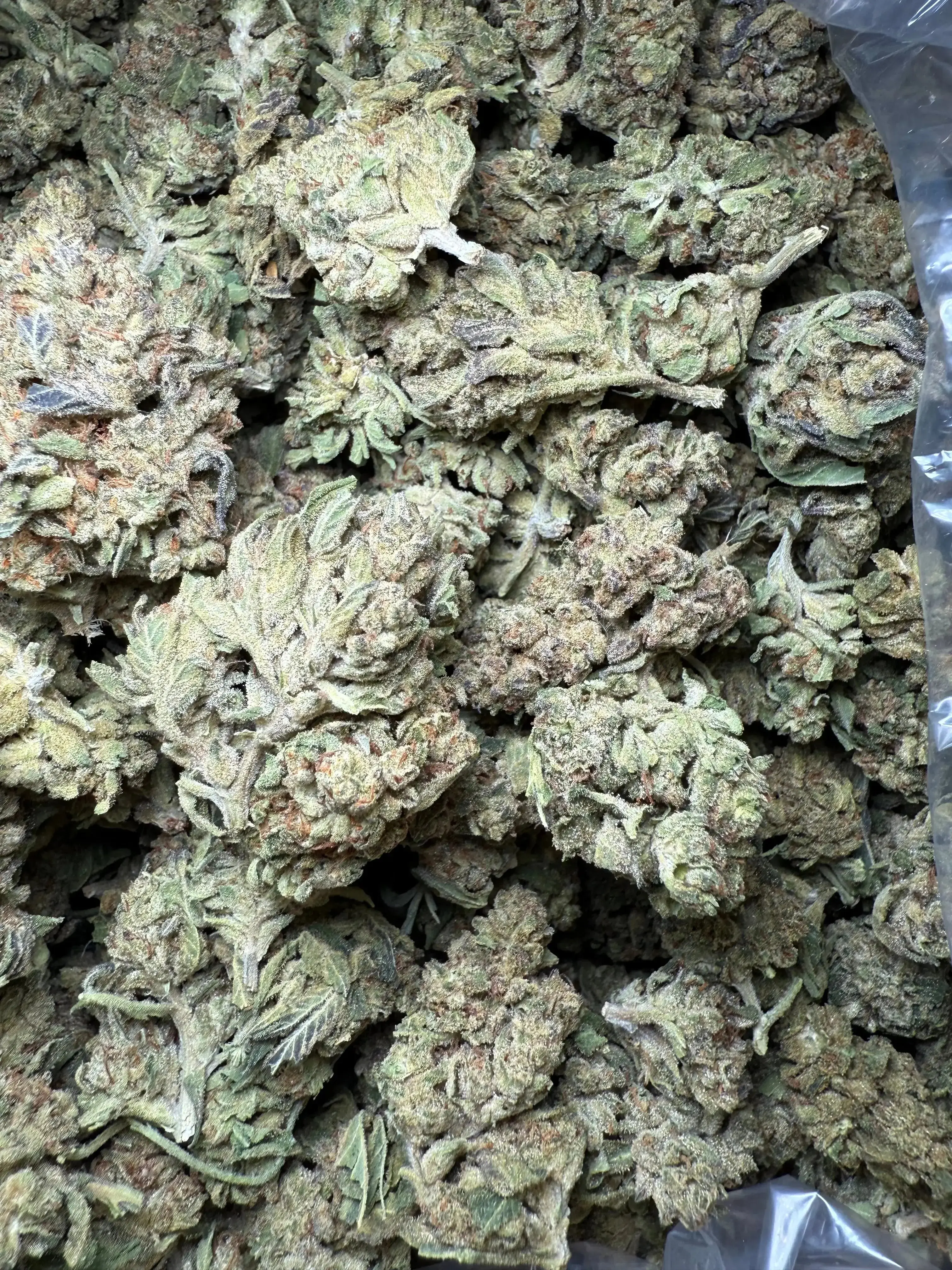 1 Pound Fat Boy OG THCA - Image 3