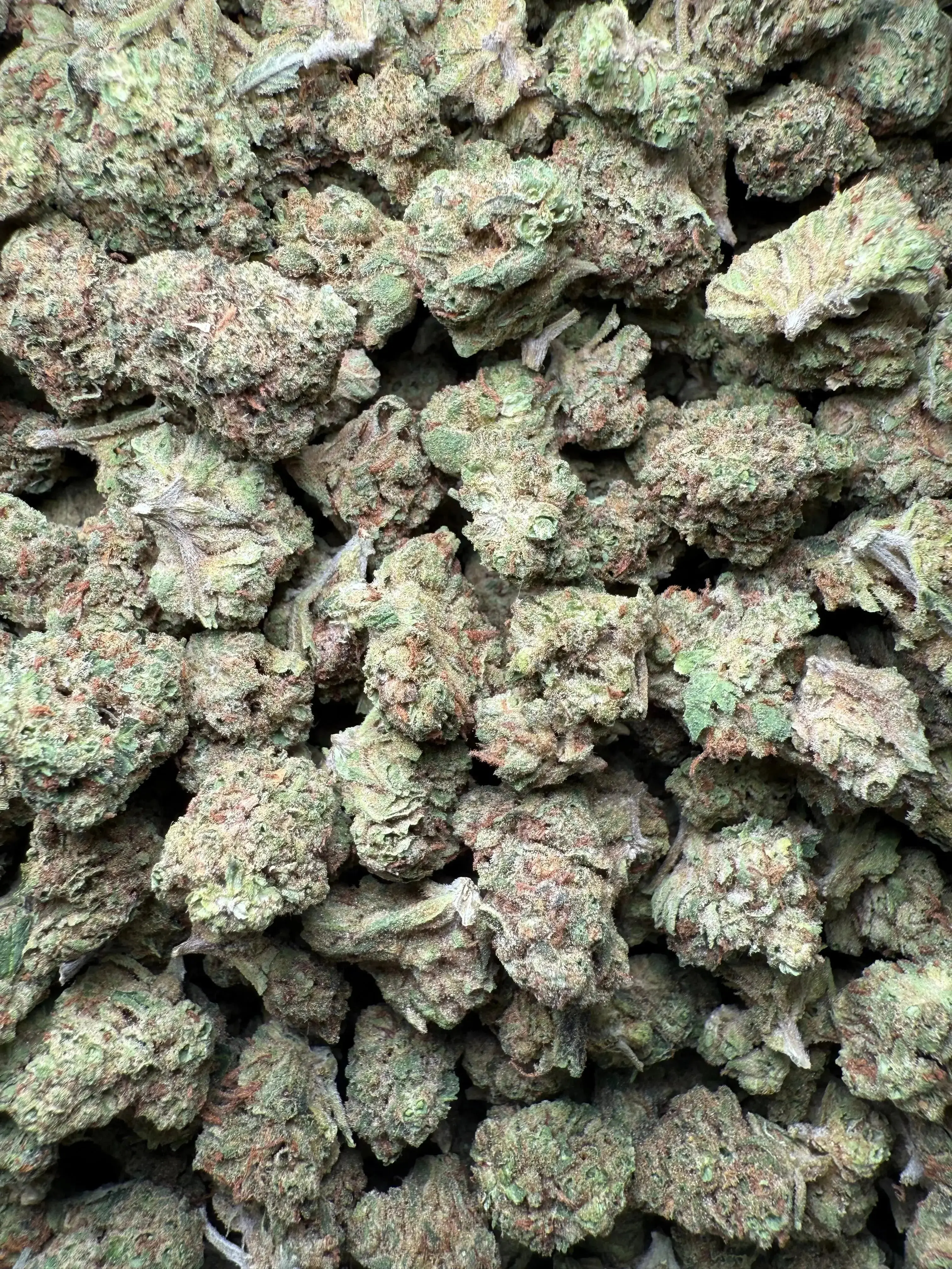 1/2 Pound Romulan Blueberry THCA (Small) - Image 2