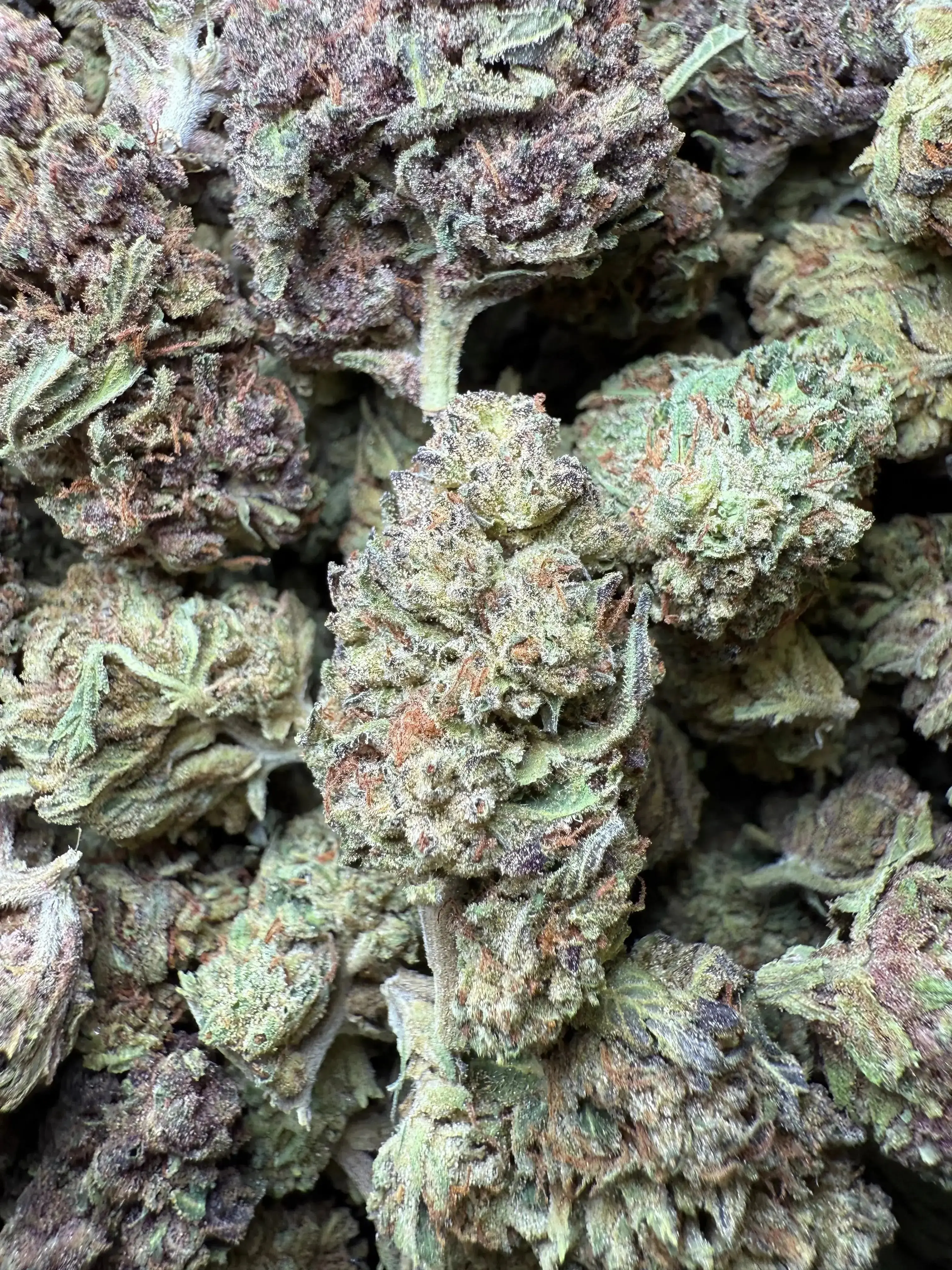 1 Pound Tropical Zmoothie THCA - Image 2