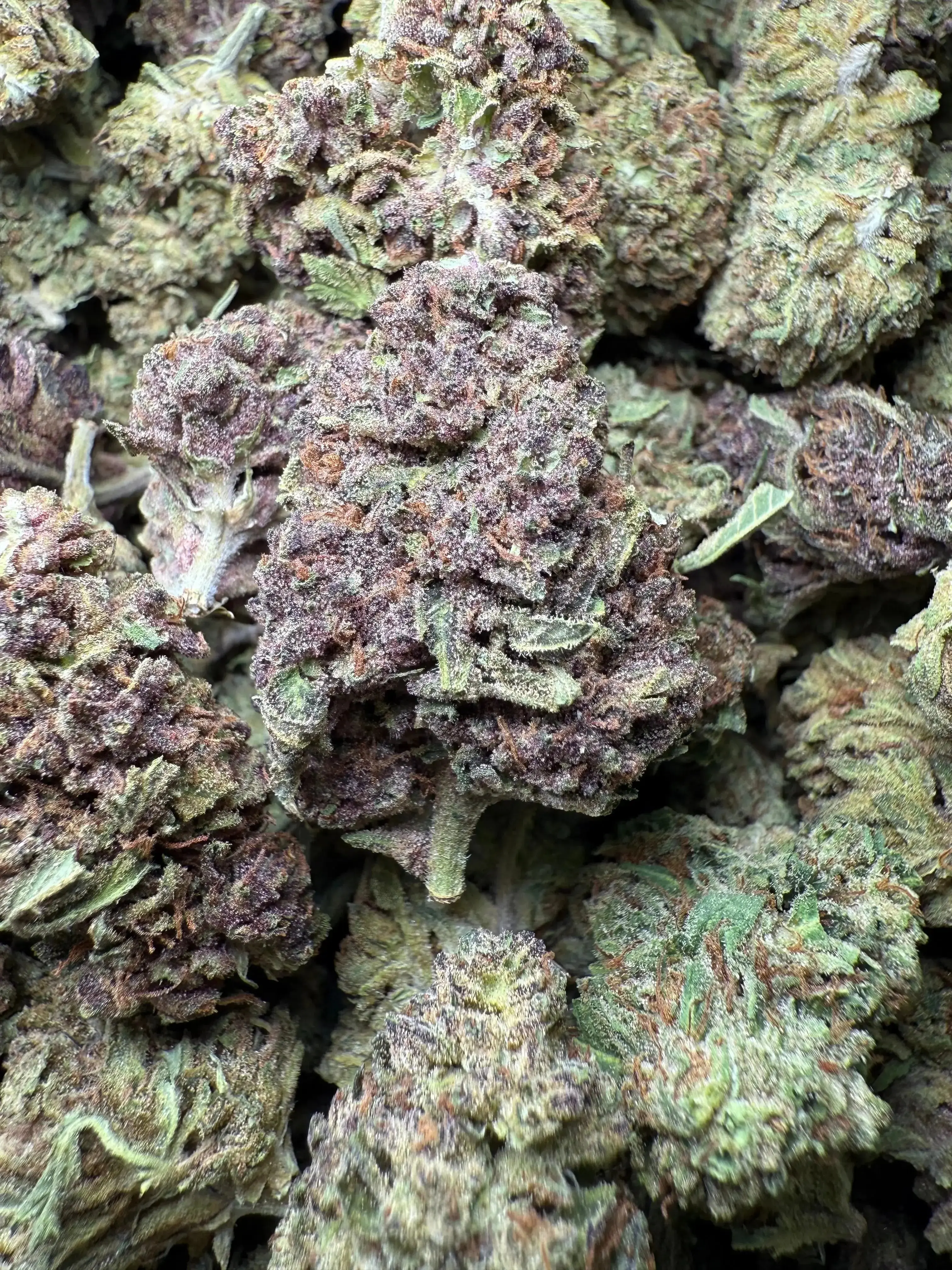 1 Pound Tropical Zmoothie THCA - Image 4