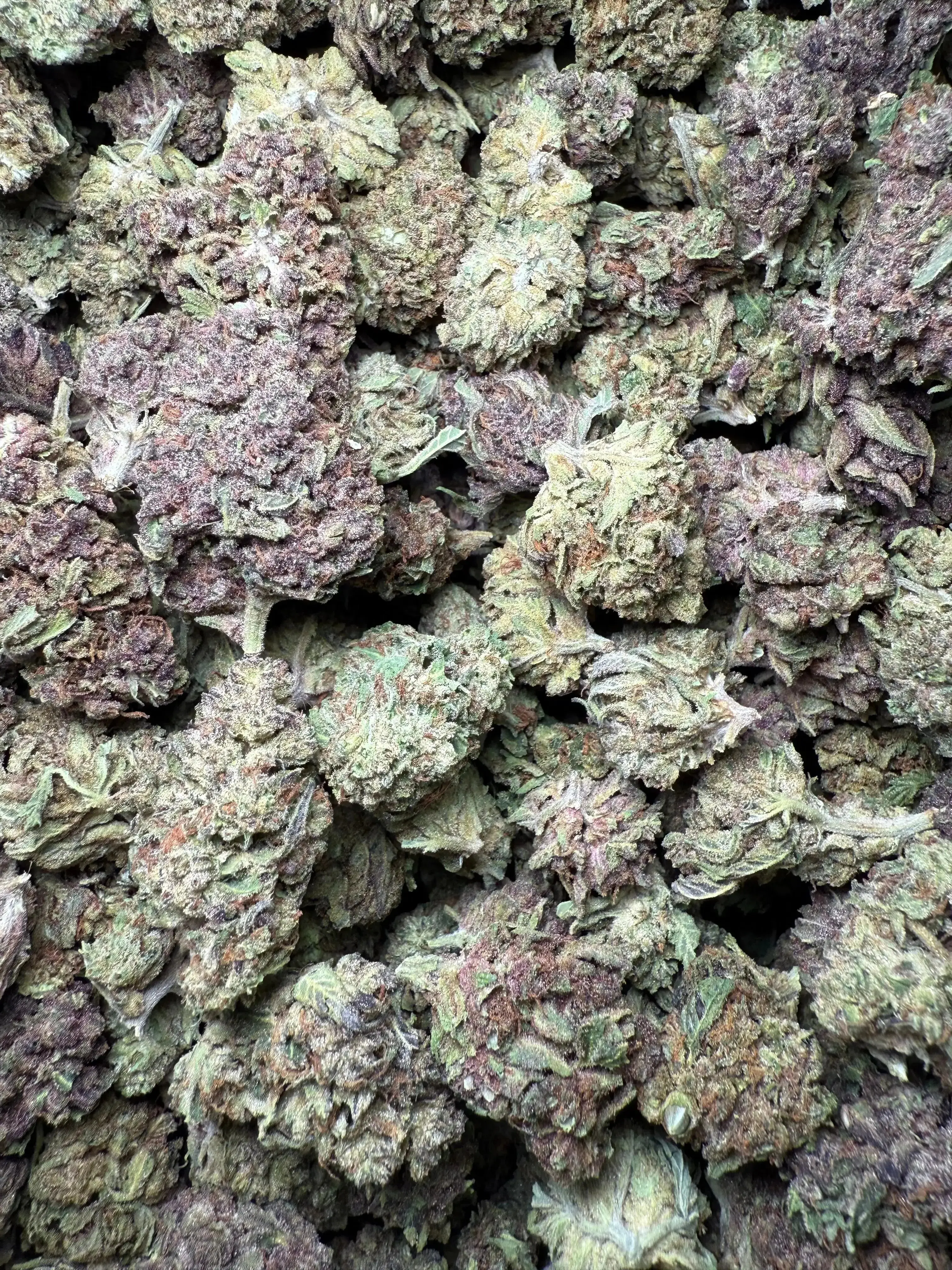 1 Pound Tropical Zmoothie THCA - Image 5