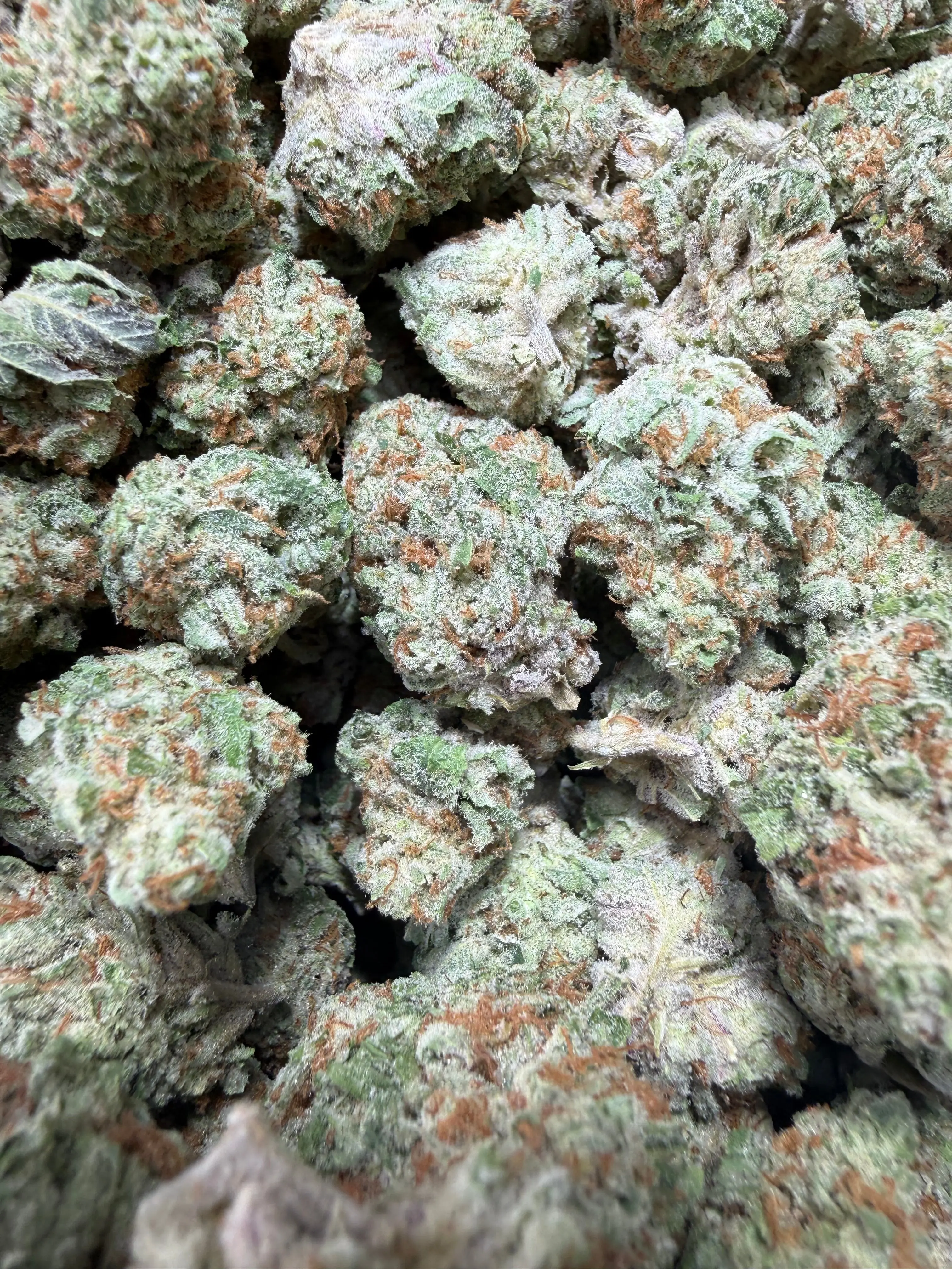 1/4 Pound Mango Tango THCA Flower - Image 5