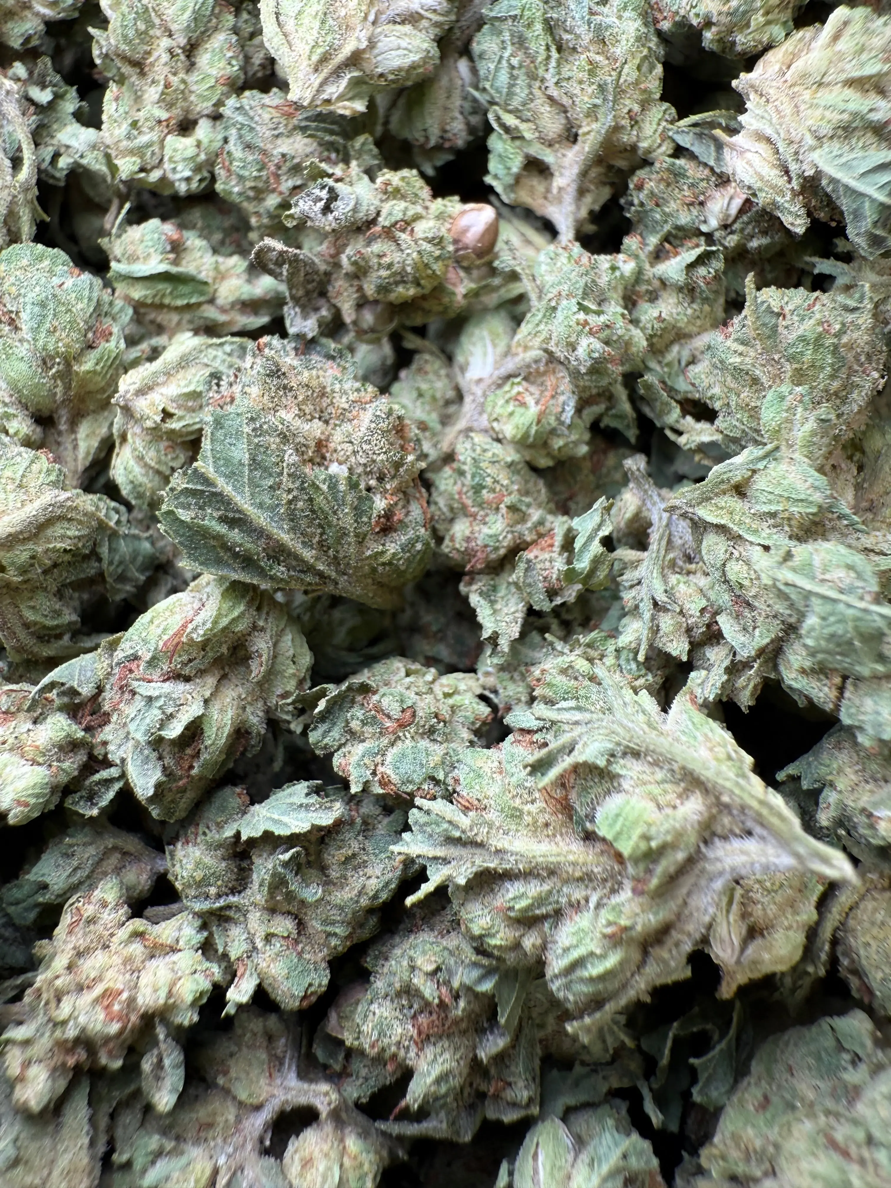1 Pound - Chem OG (Small) - Image 3