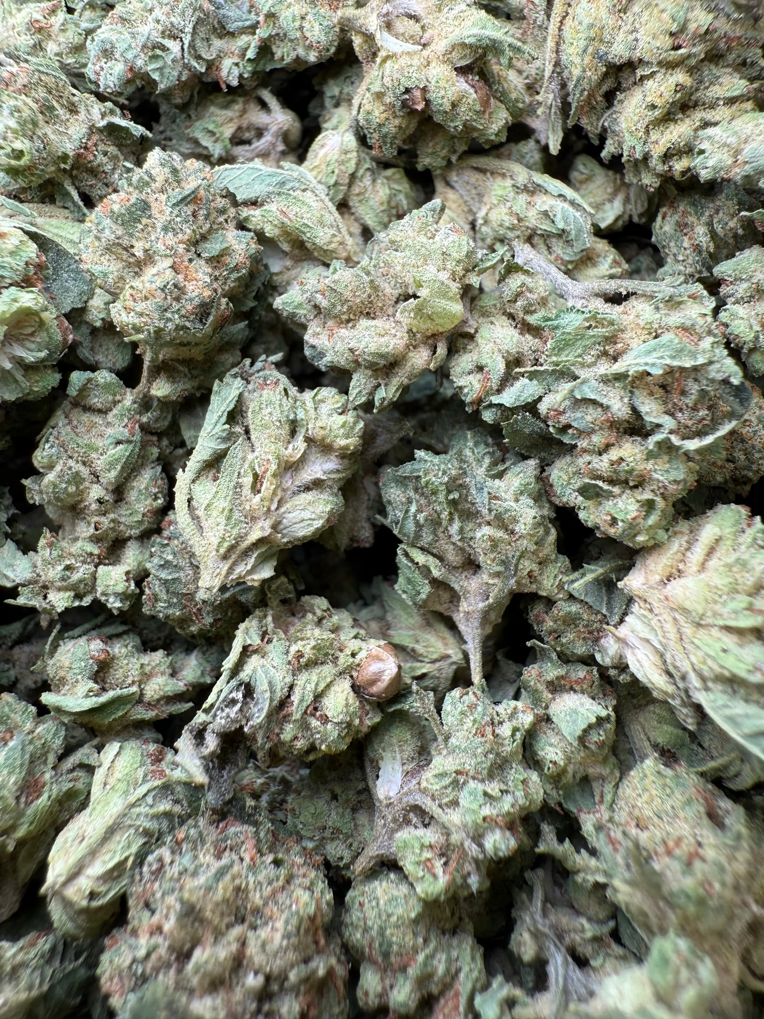 1 Pound - Chem OG (Small) - Image 4