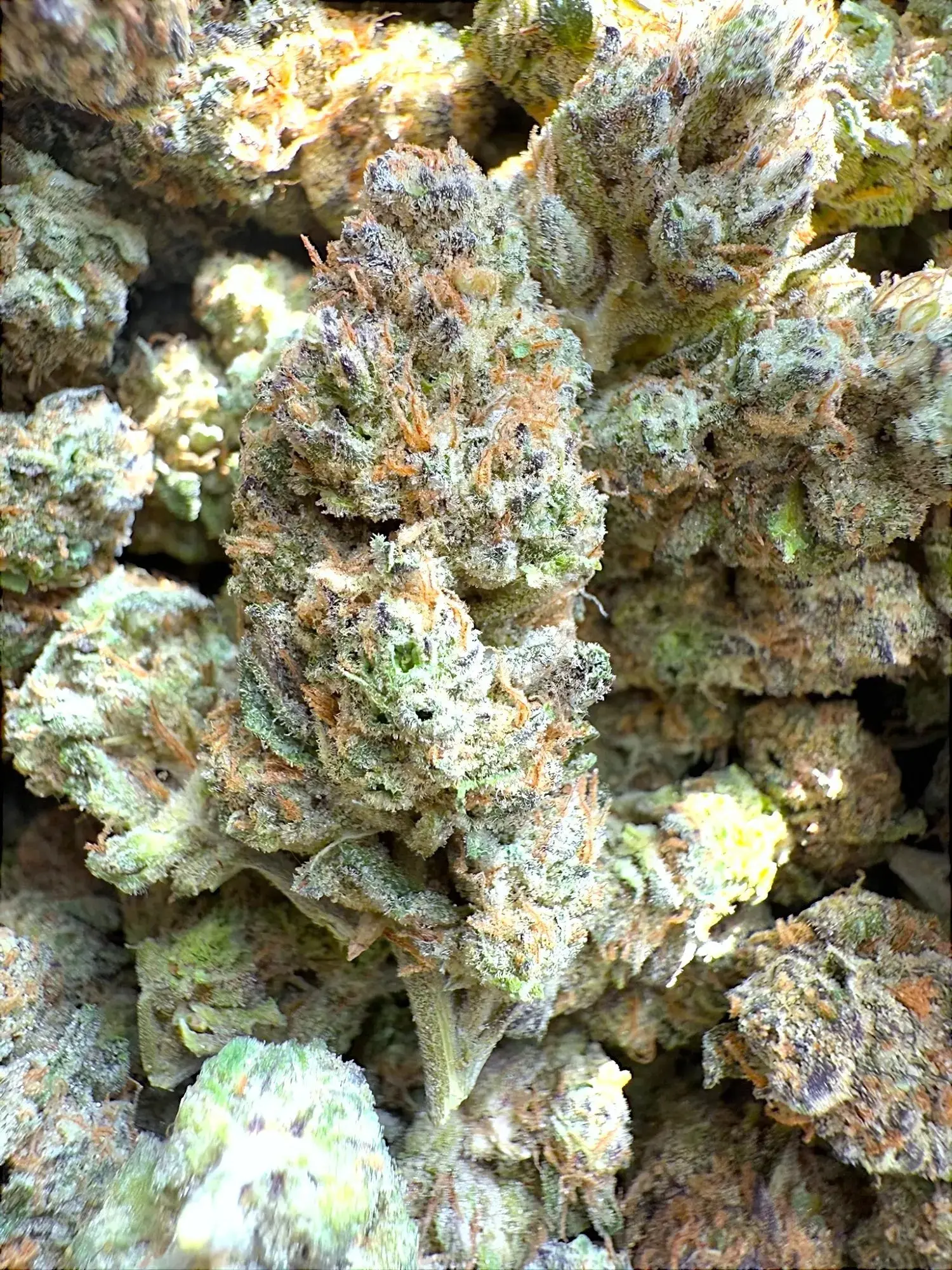 1/2 oz Indoor Exotic - Goverment Oasis THCA Strain - Image 3