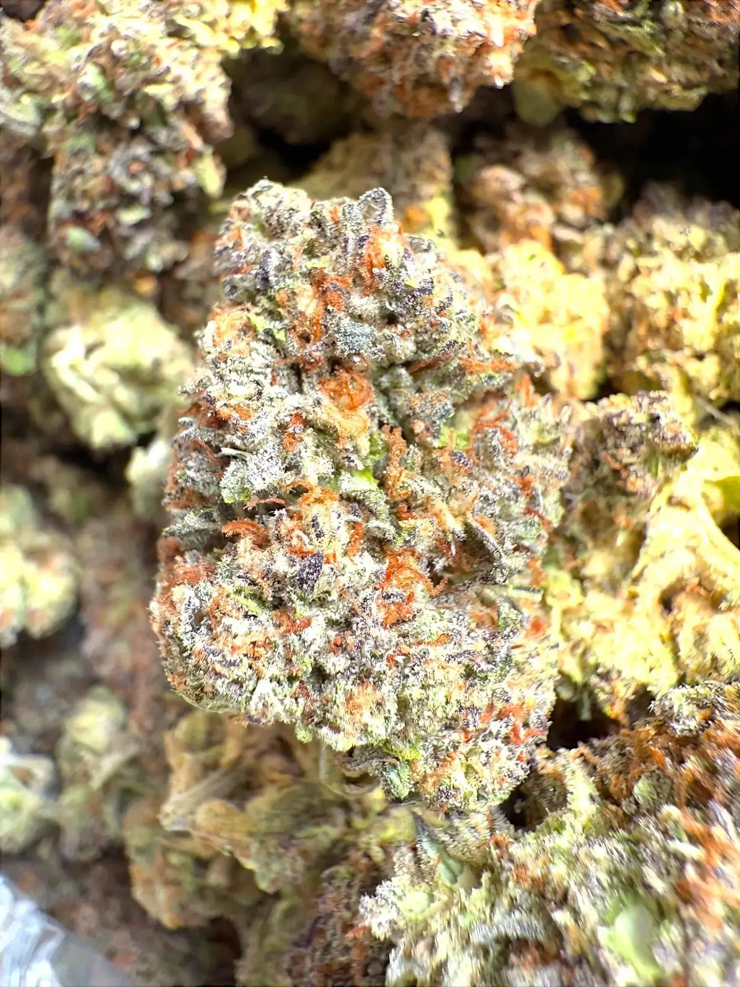 1 oz. - Pinnacle THCA Flower Strain(small) - Image 3