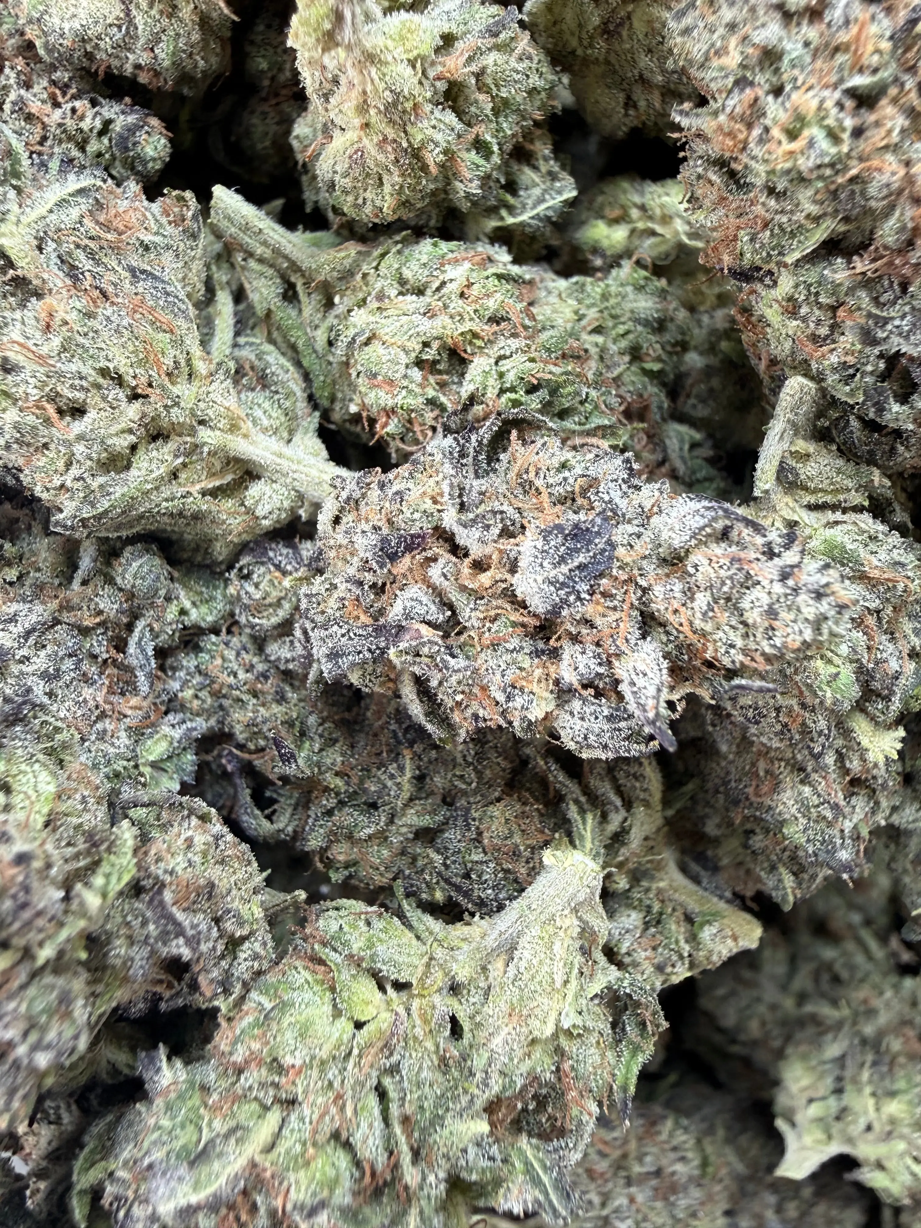 1 Pound - Bahama Mama THCA Flower - Image 5