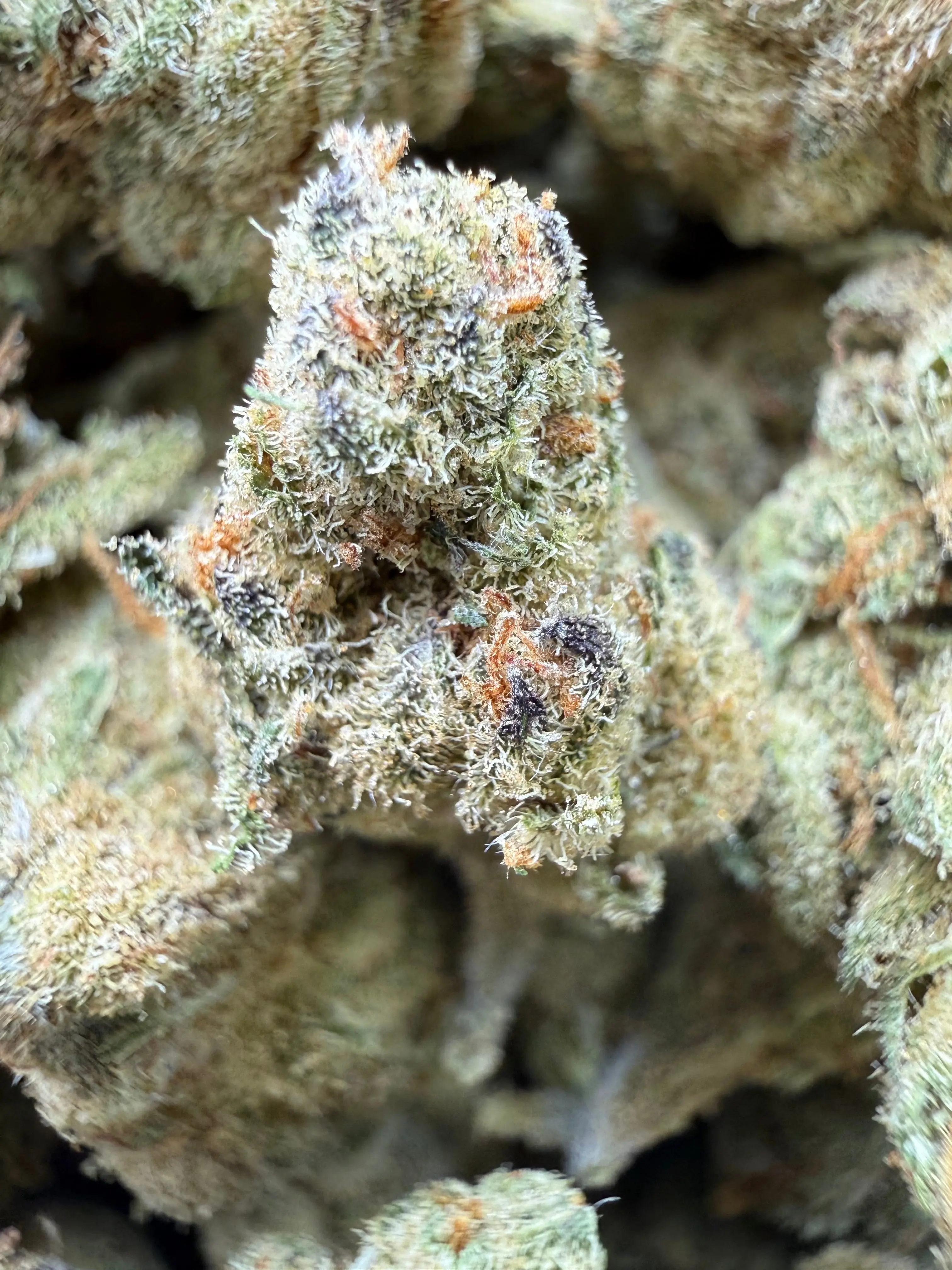 1 Pound - Cheetah Piss THCA Flower