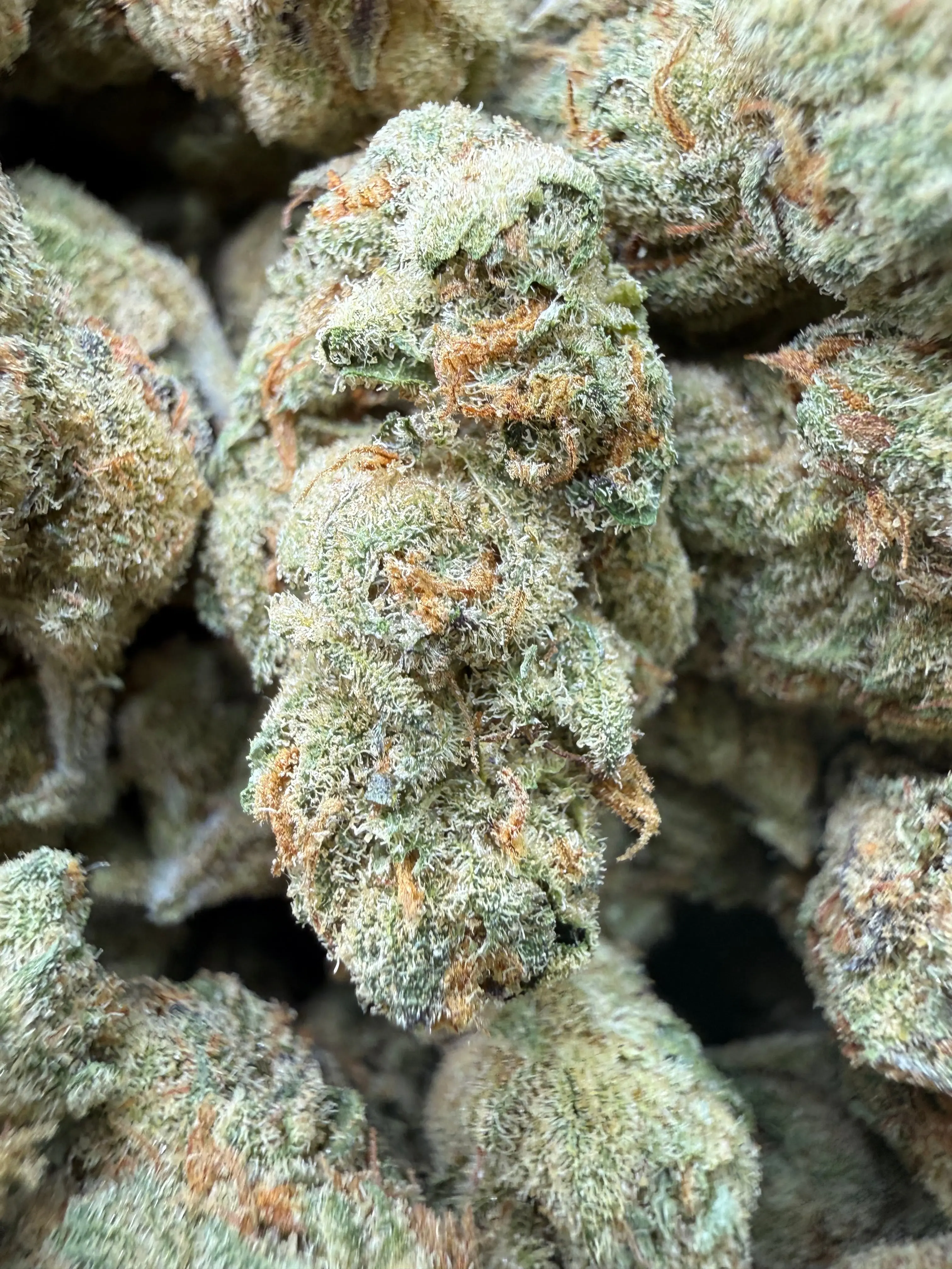 1 Pound - Cheetah Piss THCA Flower - Image 3