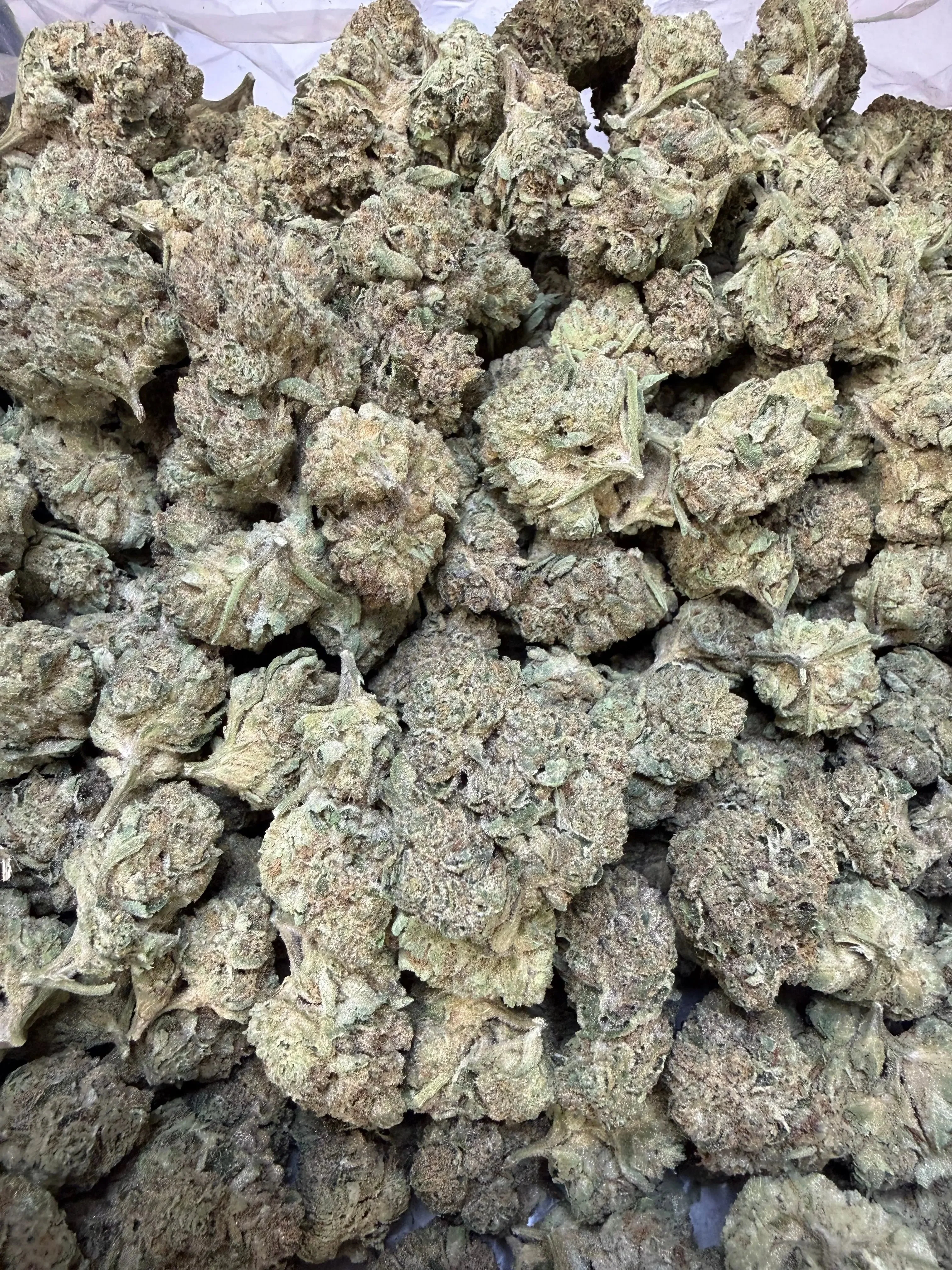 1 Pound - Cyro Cookies THCA Strain - Image 5