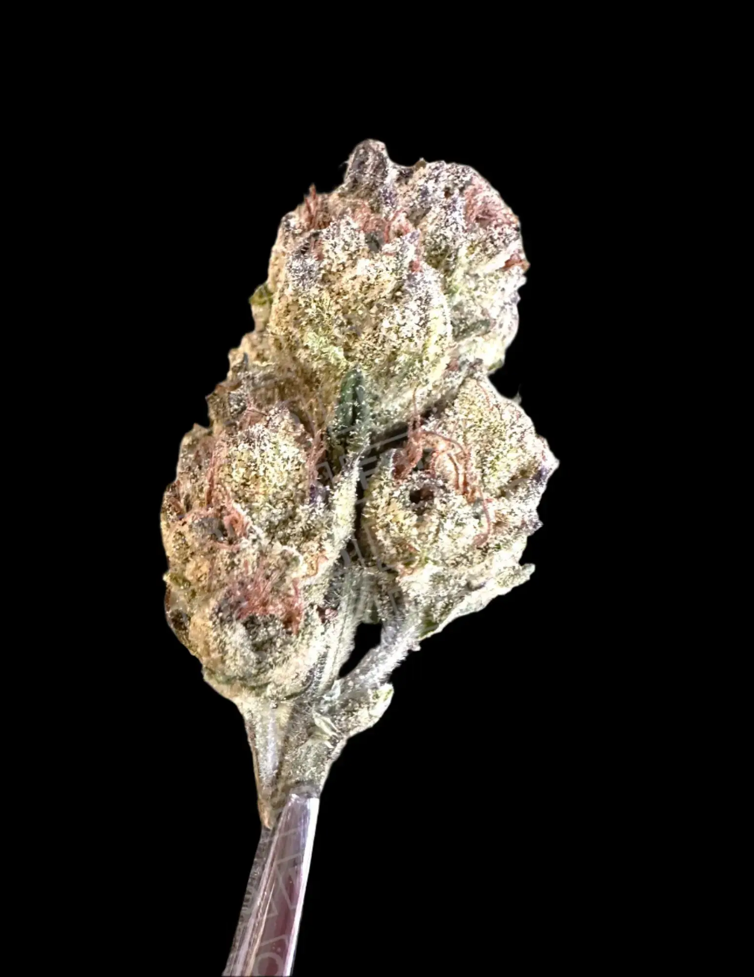 1 Pound - Exotic Lemon Cherry Pie THCA Strain