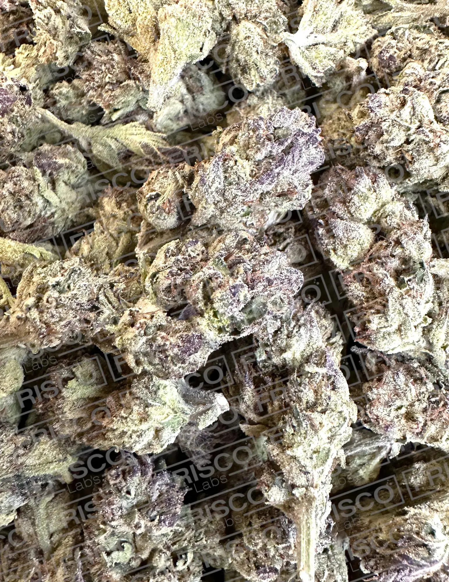 1 Pound - Exotic Pink Panties THCA - Image 2