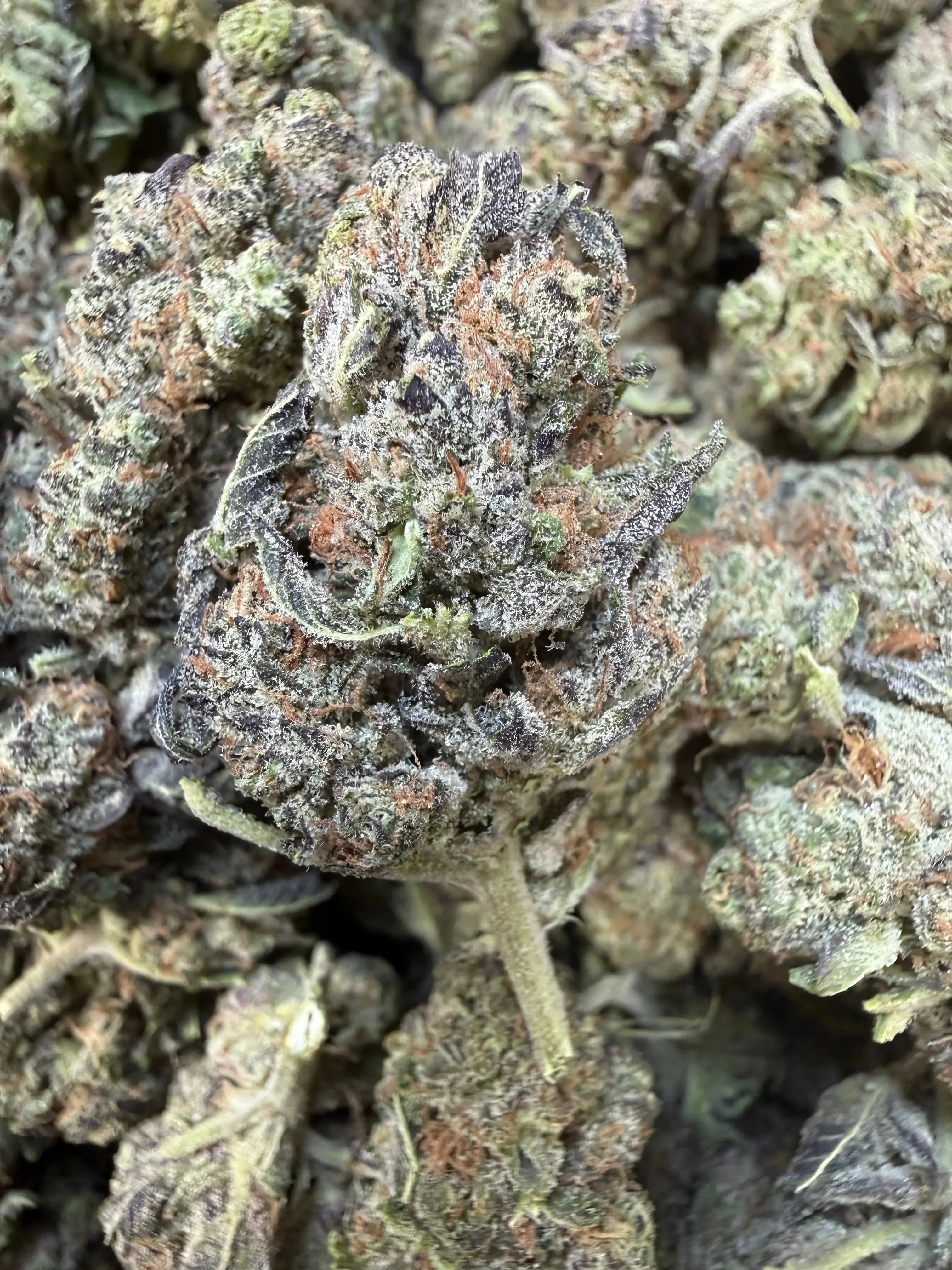 1 Pound - Federal Frost THCA Flower - Image 2