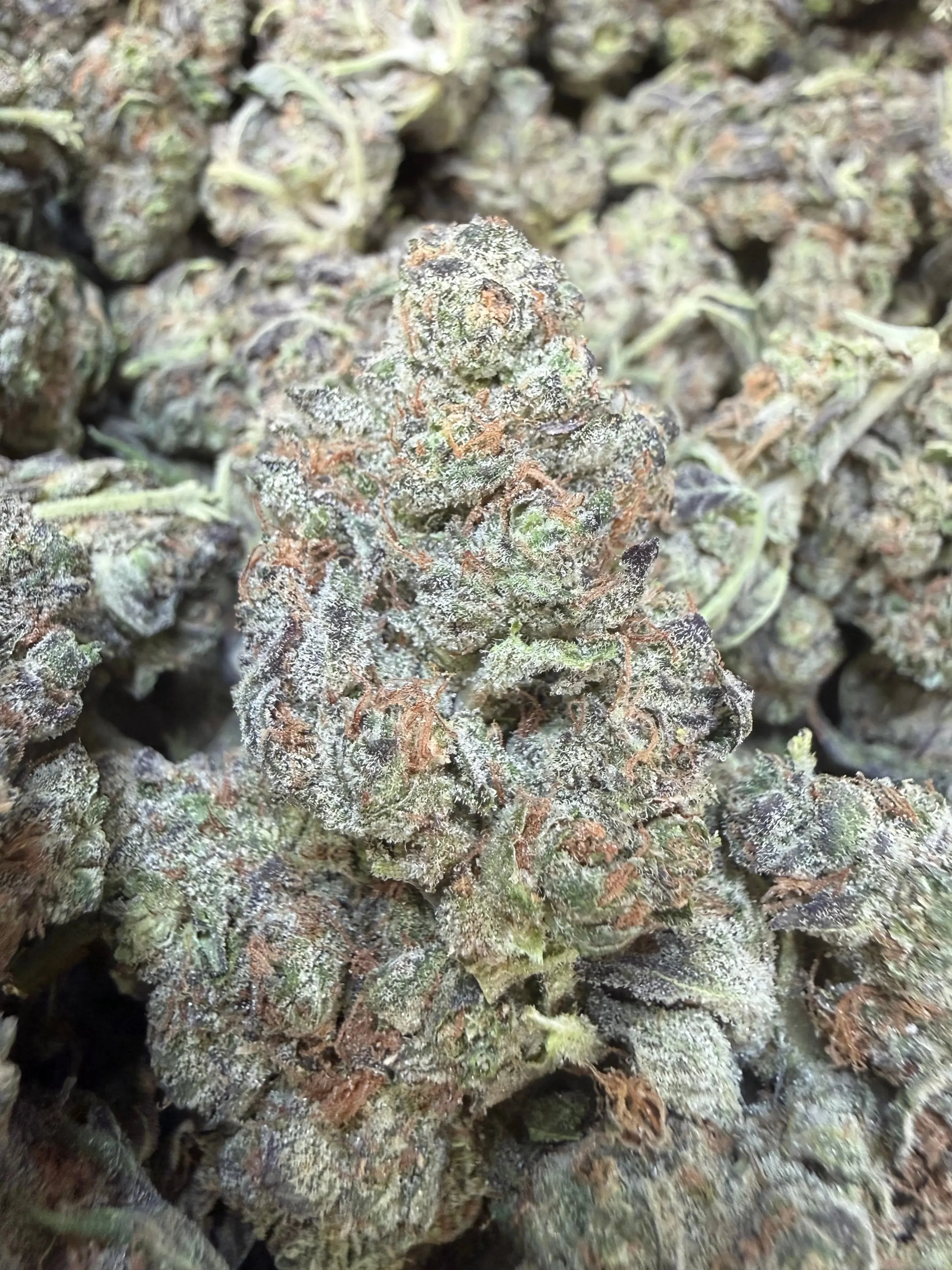 1 Pound - Federal Frost THCA Flower - Image 3