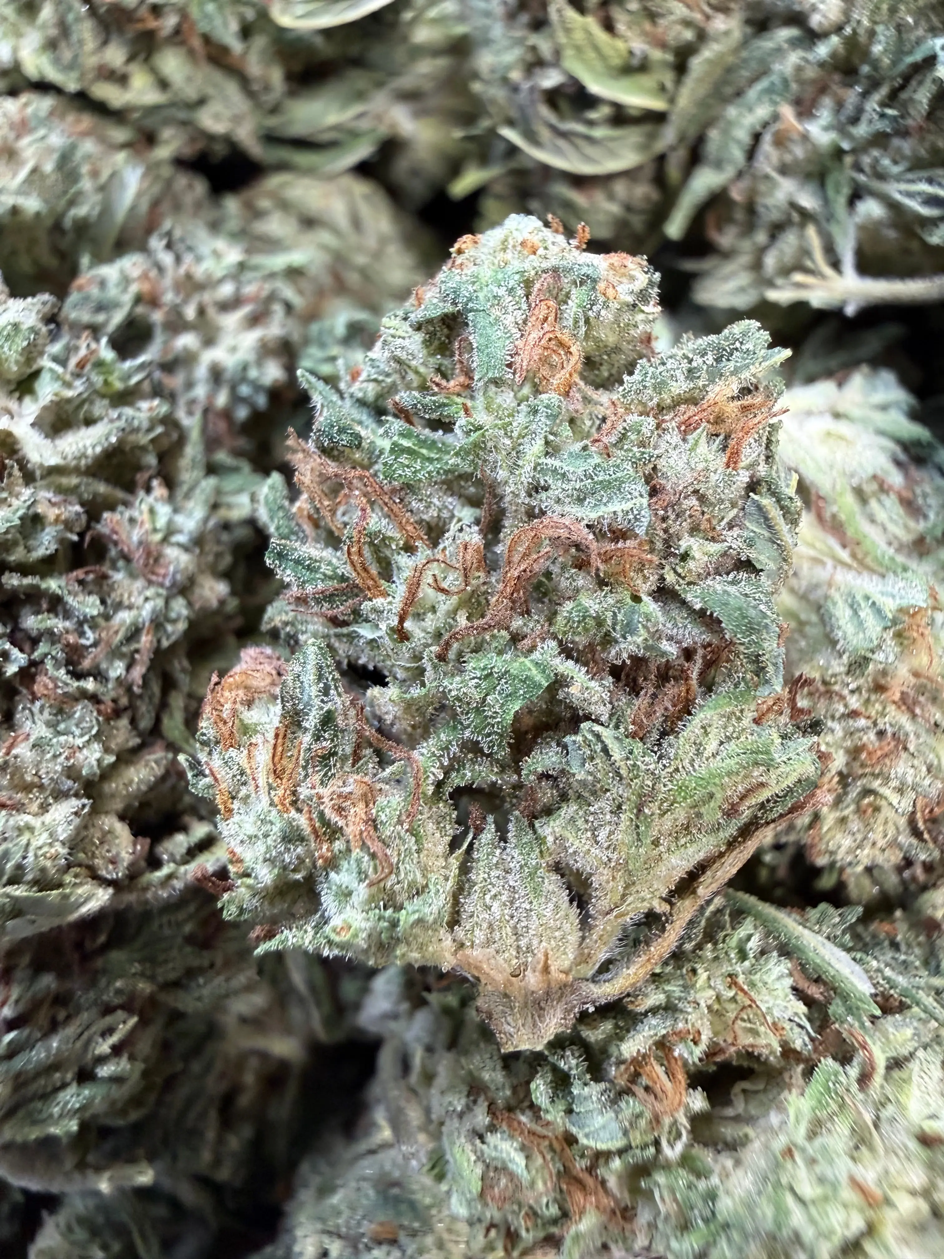 1 Pound - Fuel OG THCA Flower