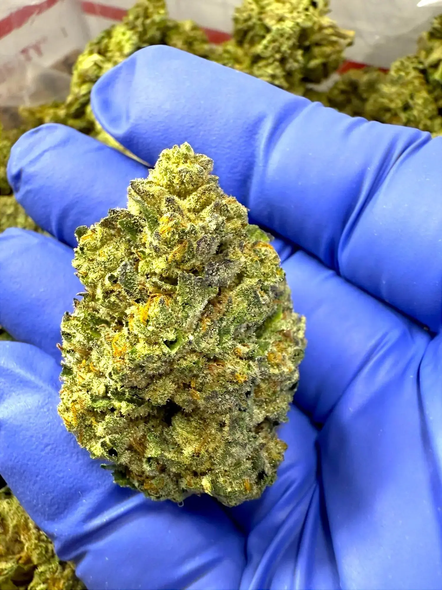 1 Pound - Grease Monkey Strain THCA - Image 2
