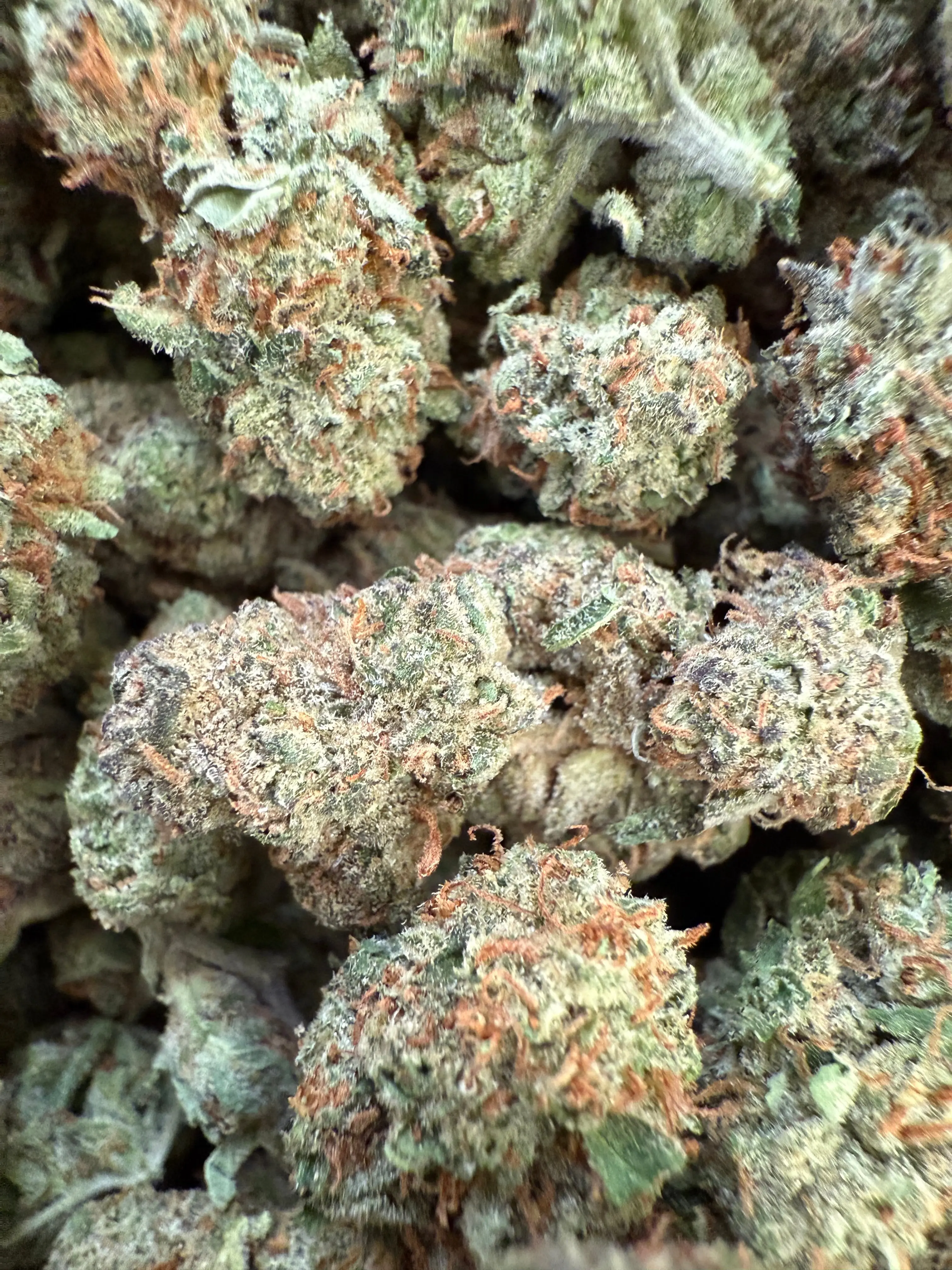 1 Pound - Gush Mintz THCA (Med) - Image 2