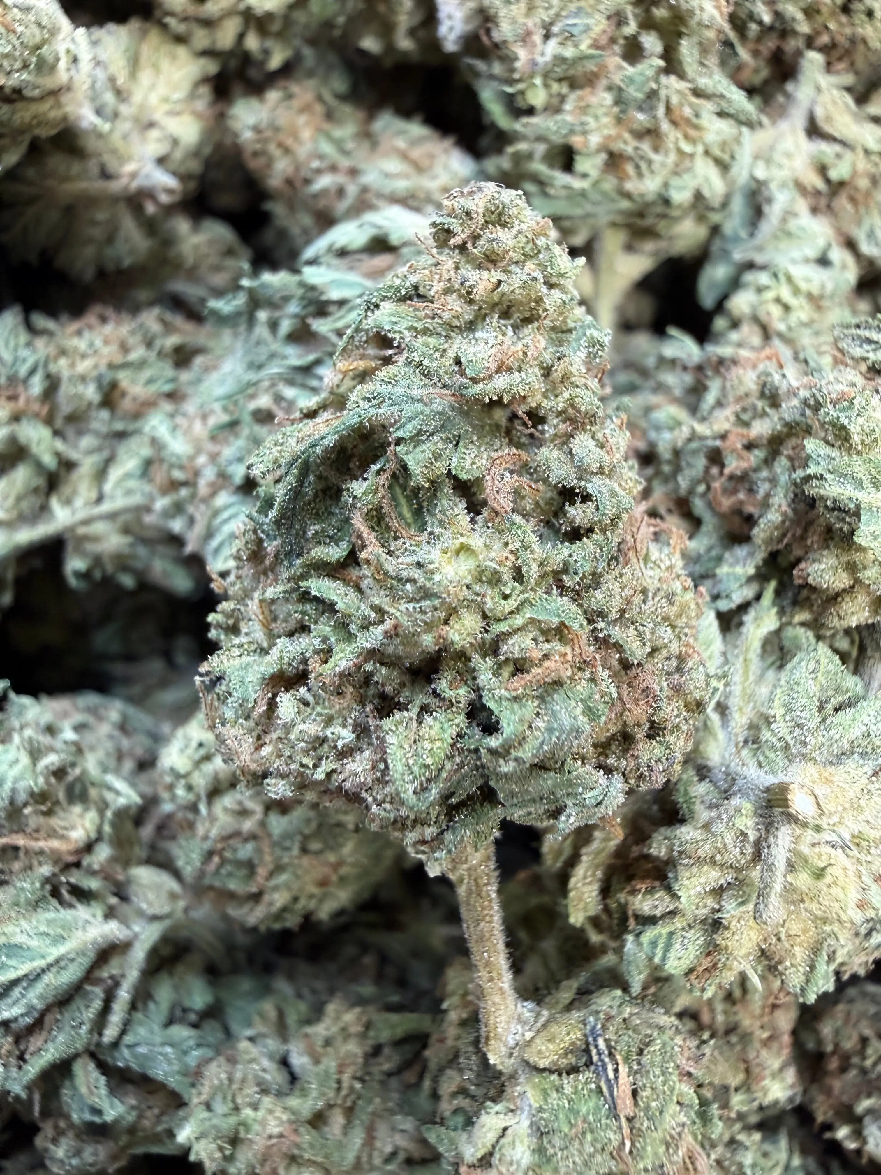 1 Pound - King Kong Kush THCA Flower - Image 3