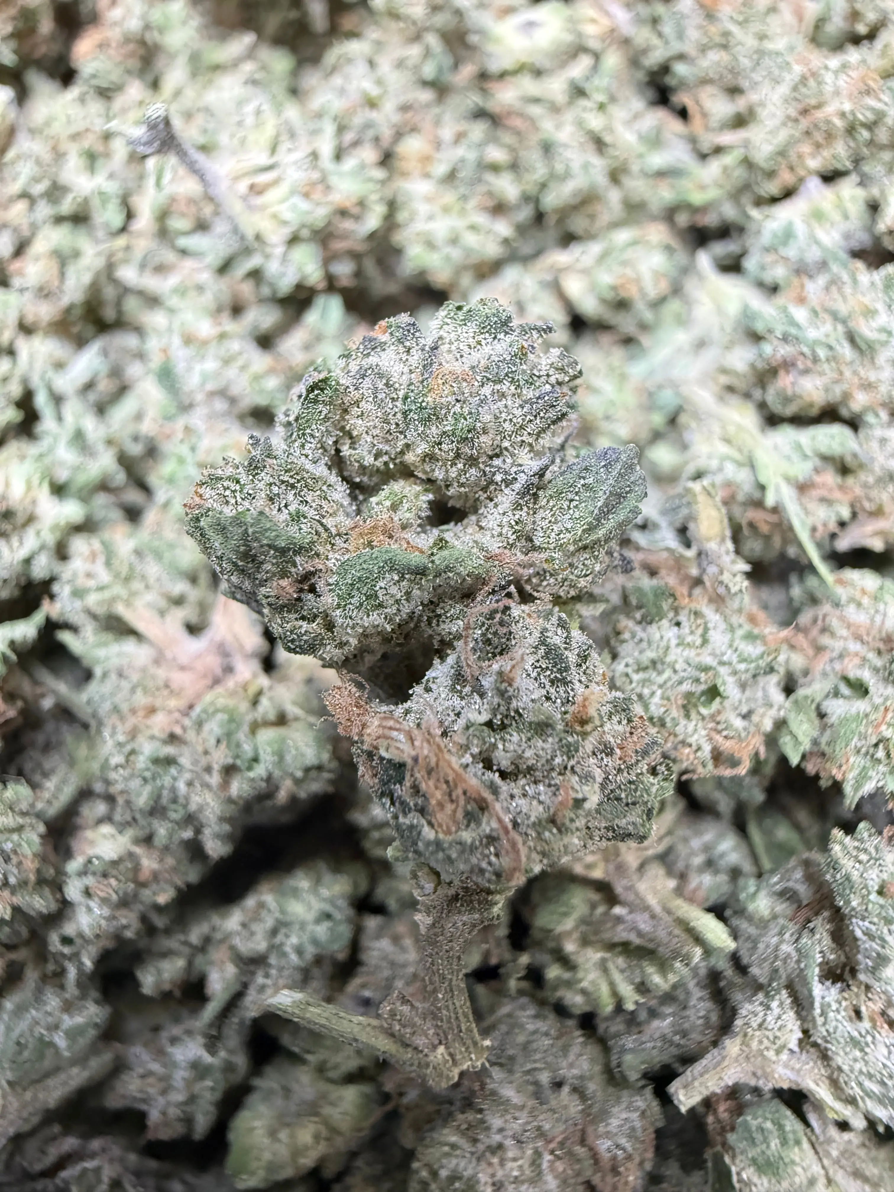 1 Pound - Kings Blend #17 THCA Strain (Small) - Image 2