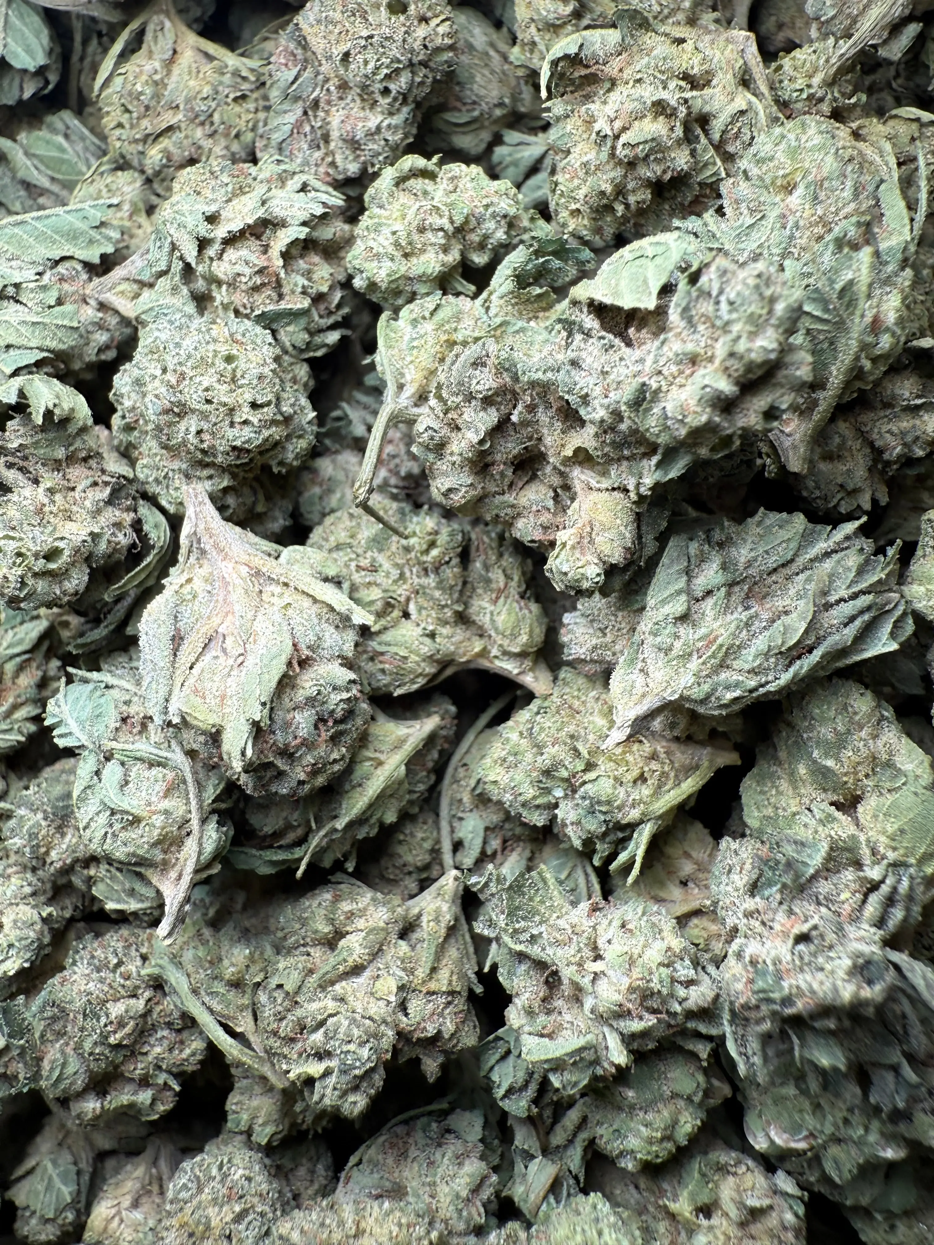 1 Pound - Legend OG THCA Strain (Smalls) - Image 3