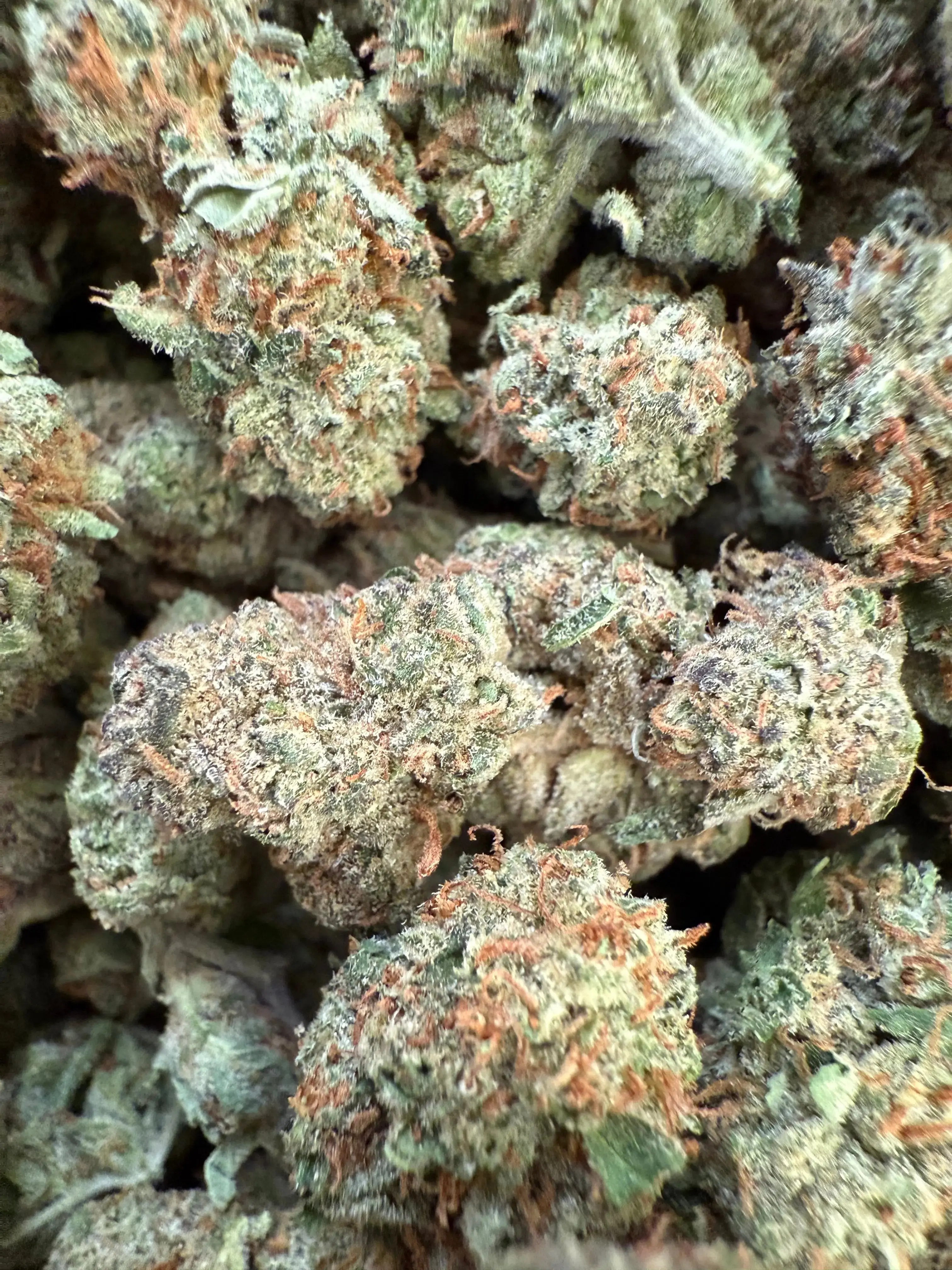 1 Pound of Gush Mint THCA (Medium) - Image 2
