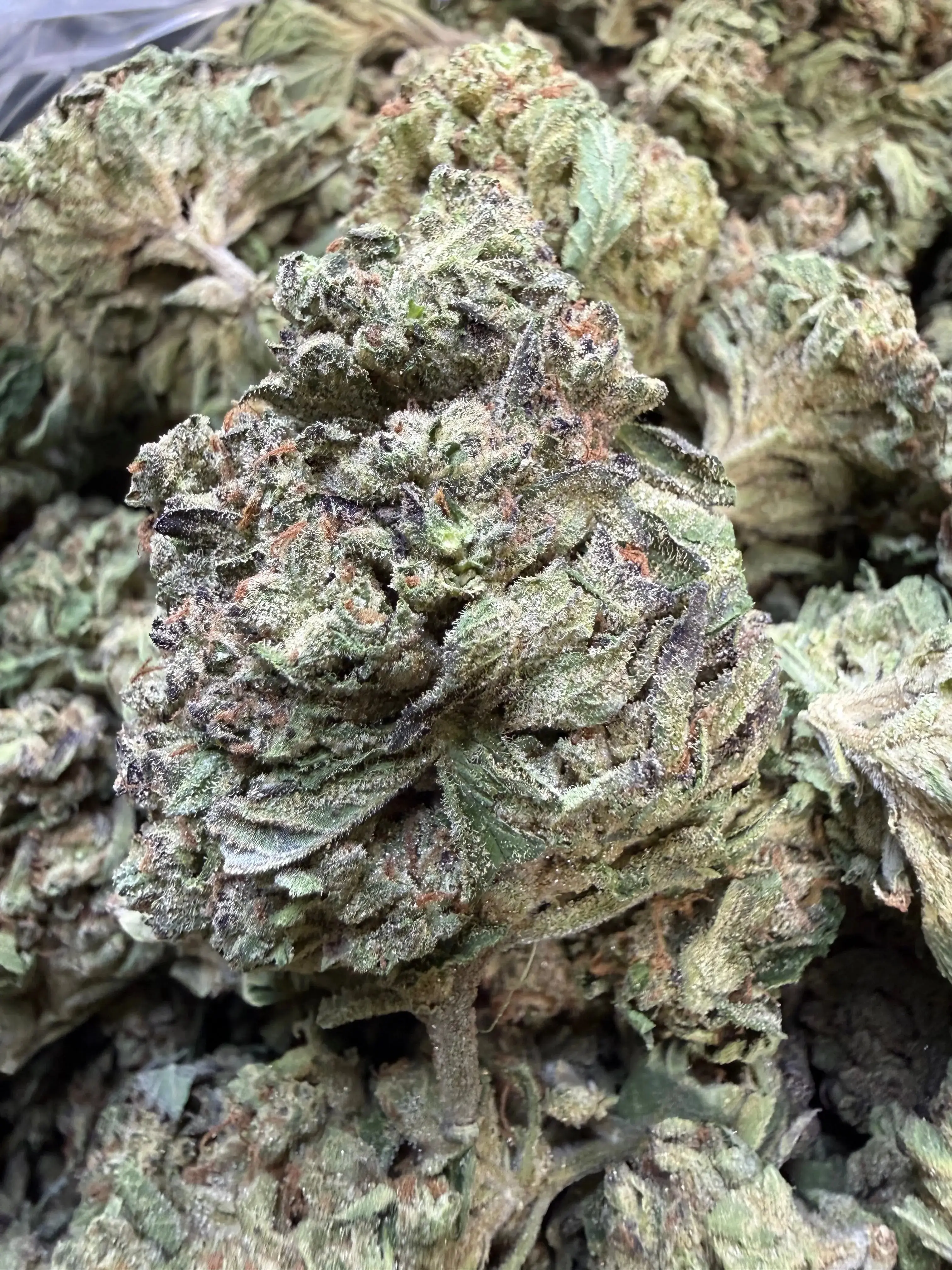 1 Pound - Pink Rozay THCA Flower - Image 2