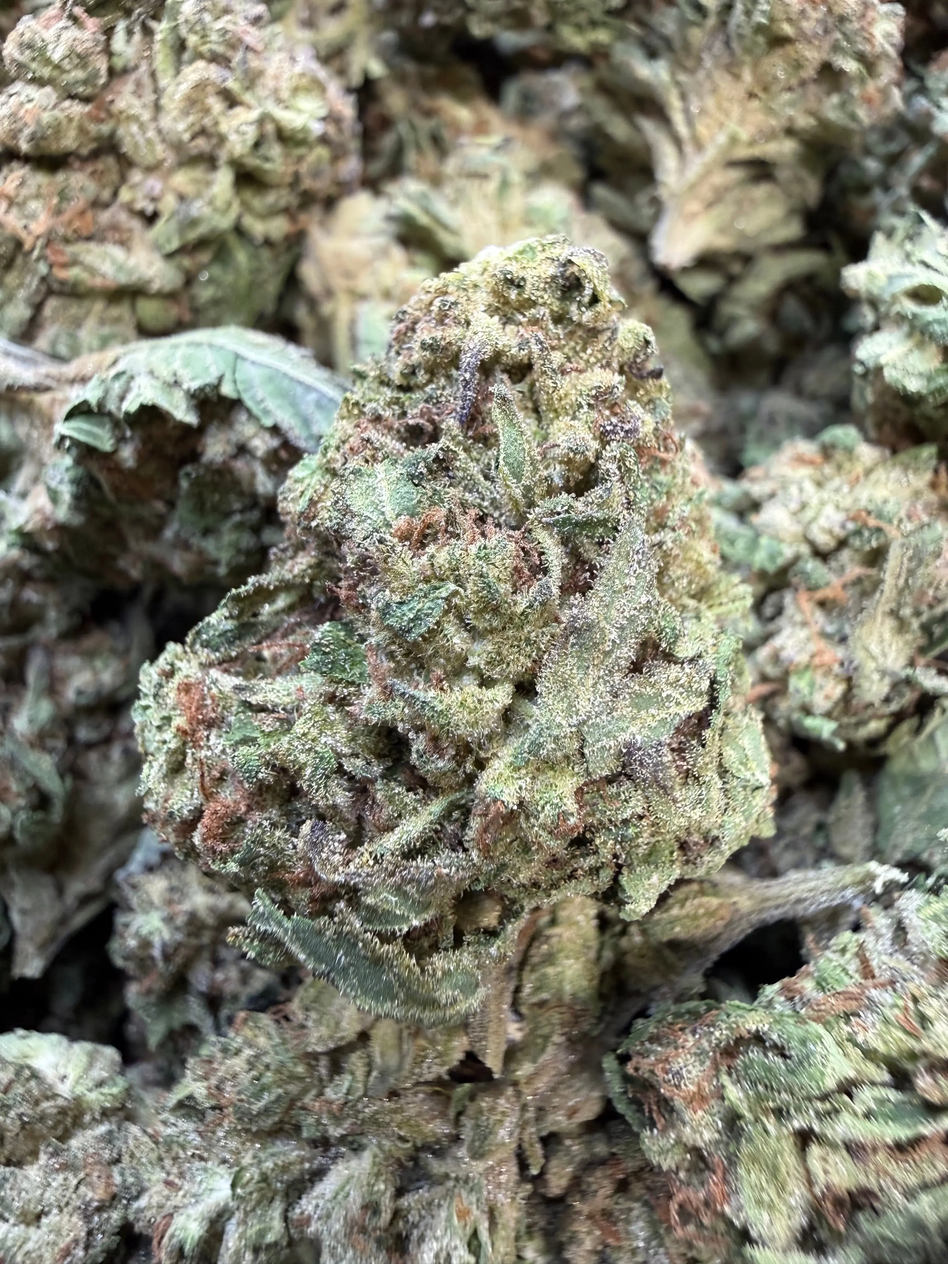 1 Pound - Pink Rozay THCA Flower - Image 3