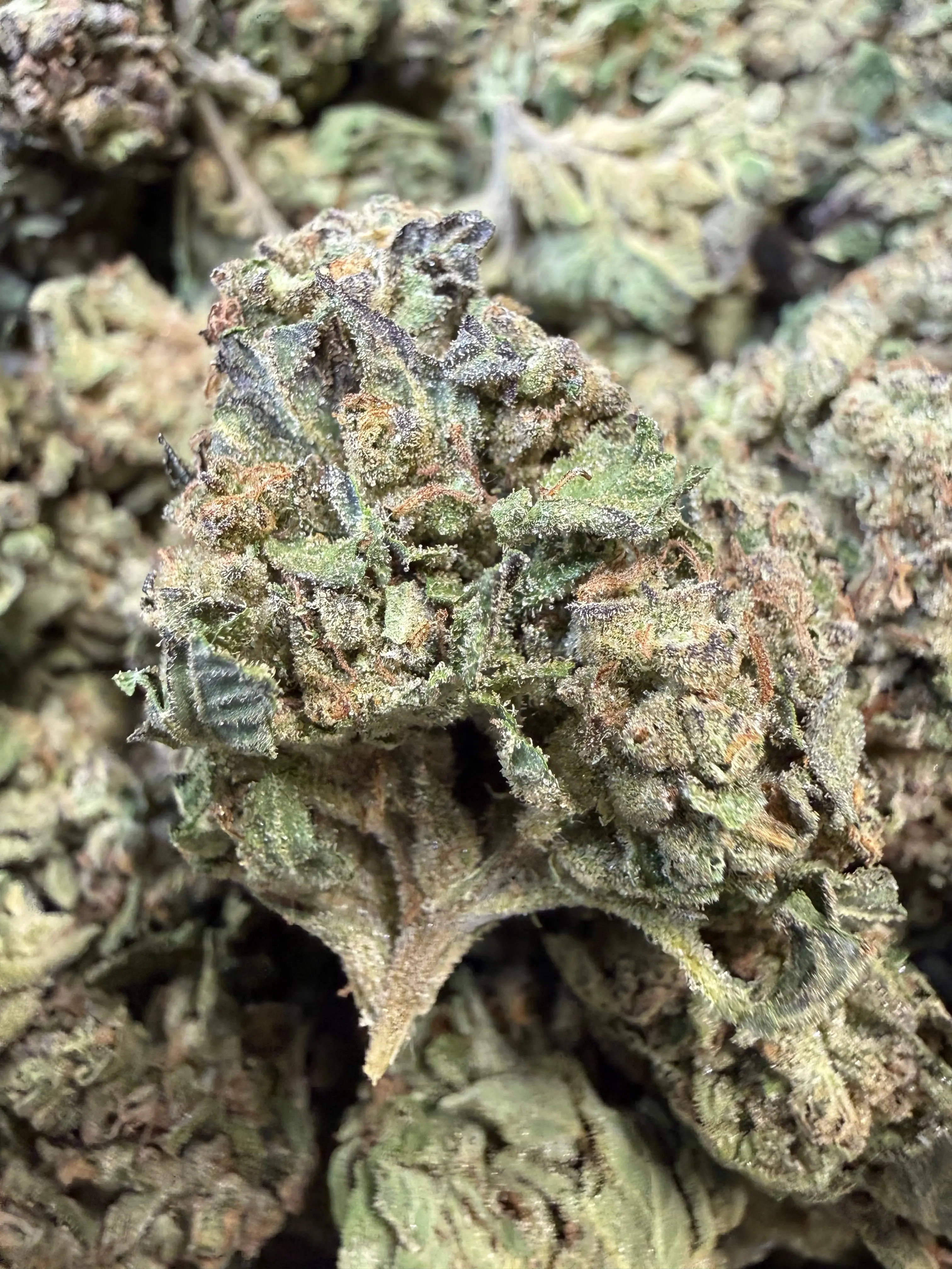 1 Pound - Pink Rozay THCA Flower - Image 5