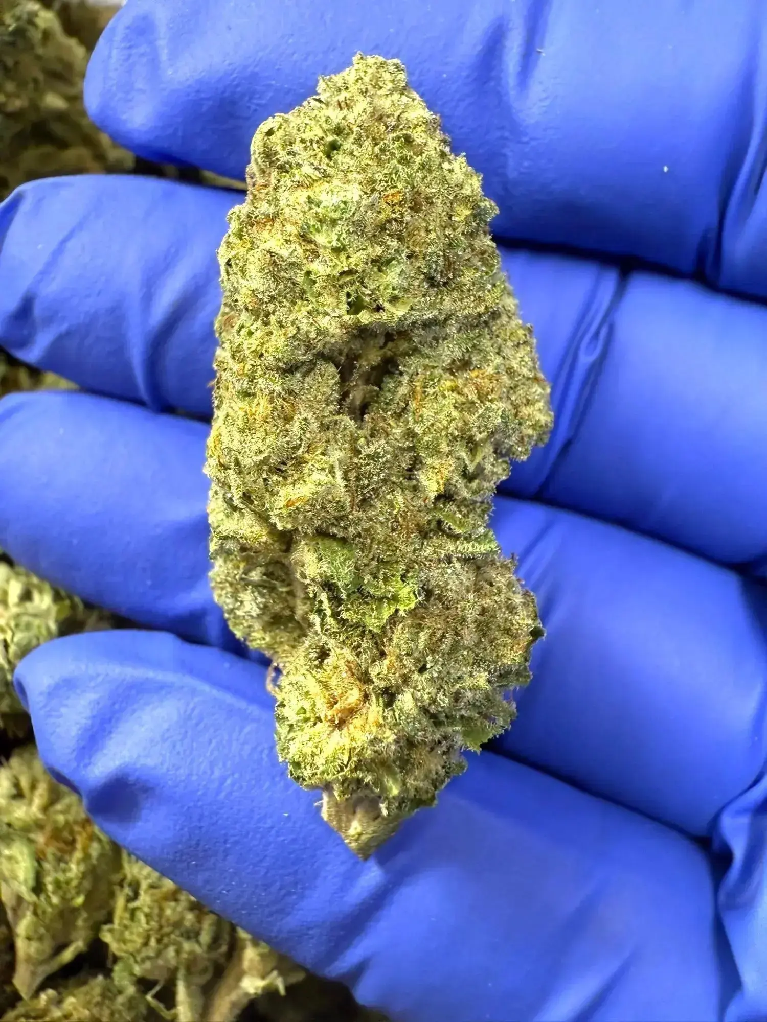 1 Pound - Red Velvet Strain THCA - Image 3