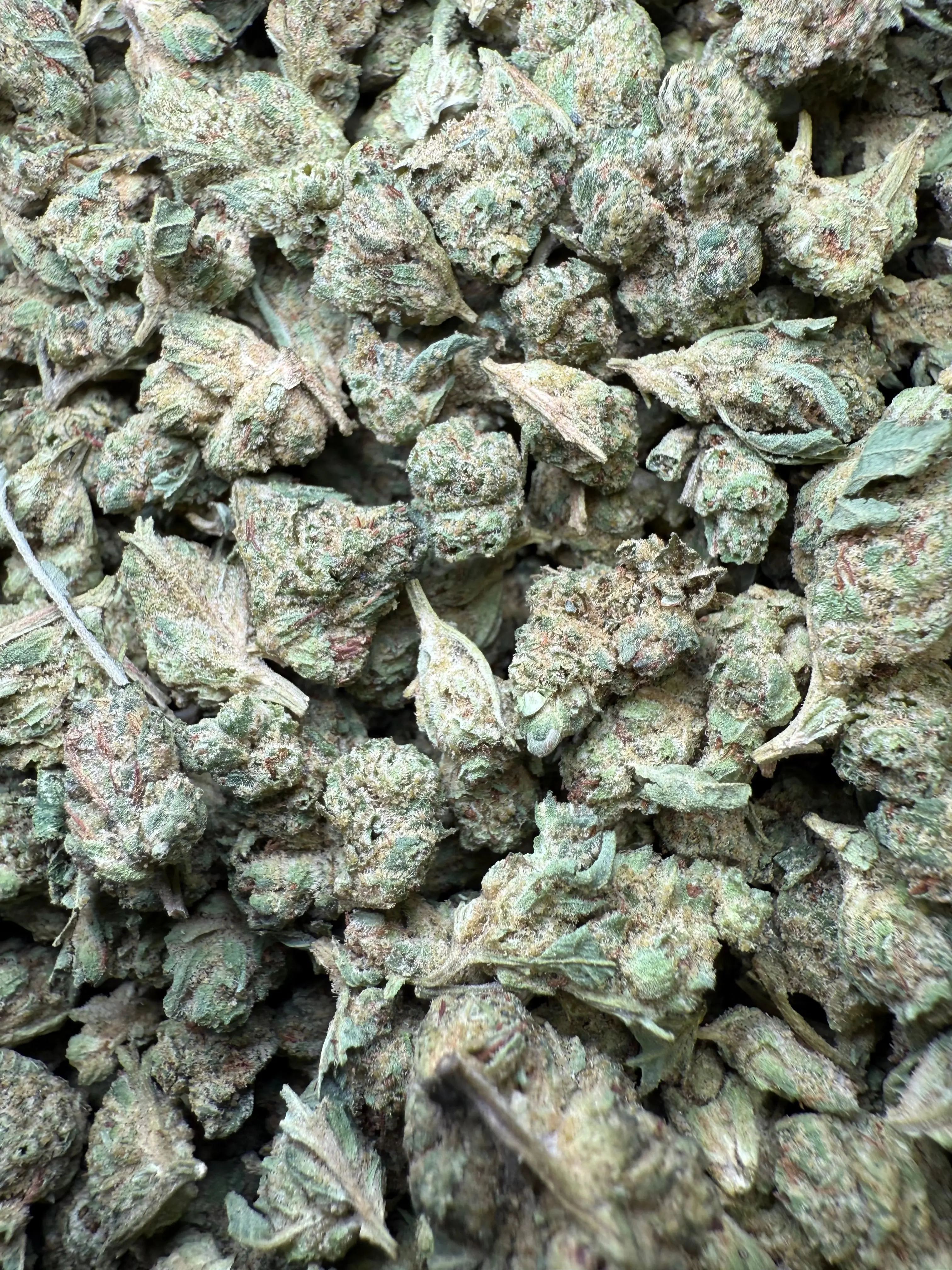 1 Pound - Super Glue THCA Strain (Small) - Image 4