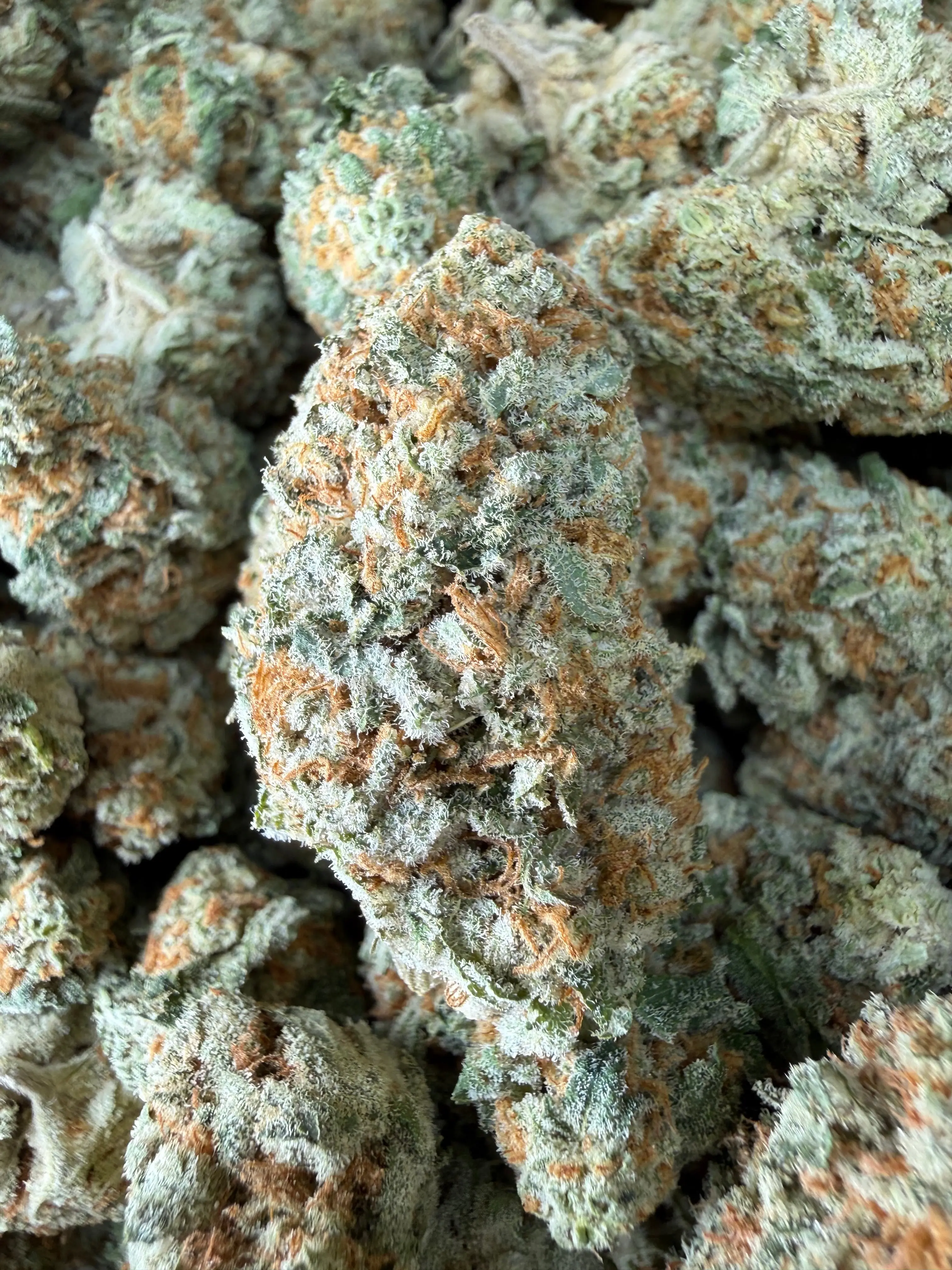 1 Pound - Why U Gelly THCA Flower - Image 2