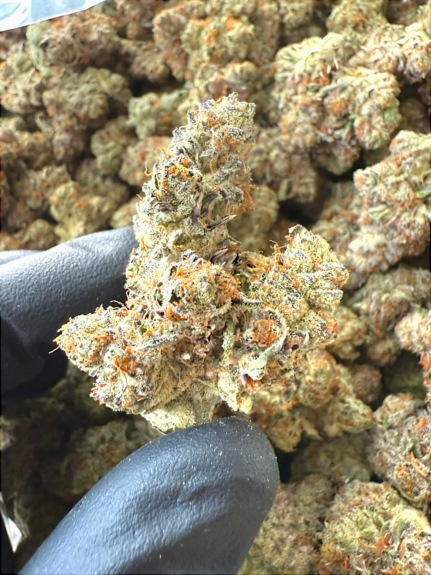 AAA Indoor Exotic - Lemon Cherry Gelato THCA Strain - Image 2