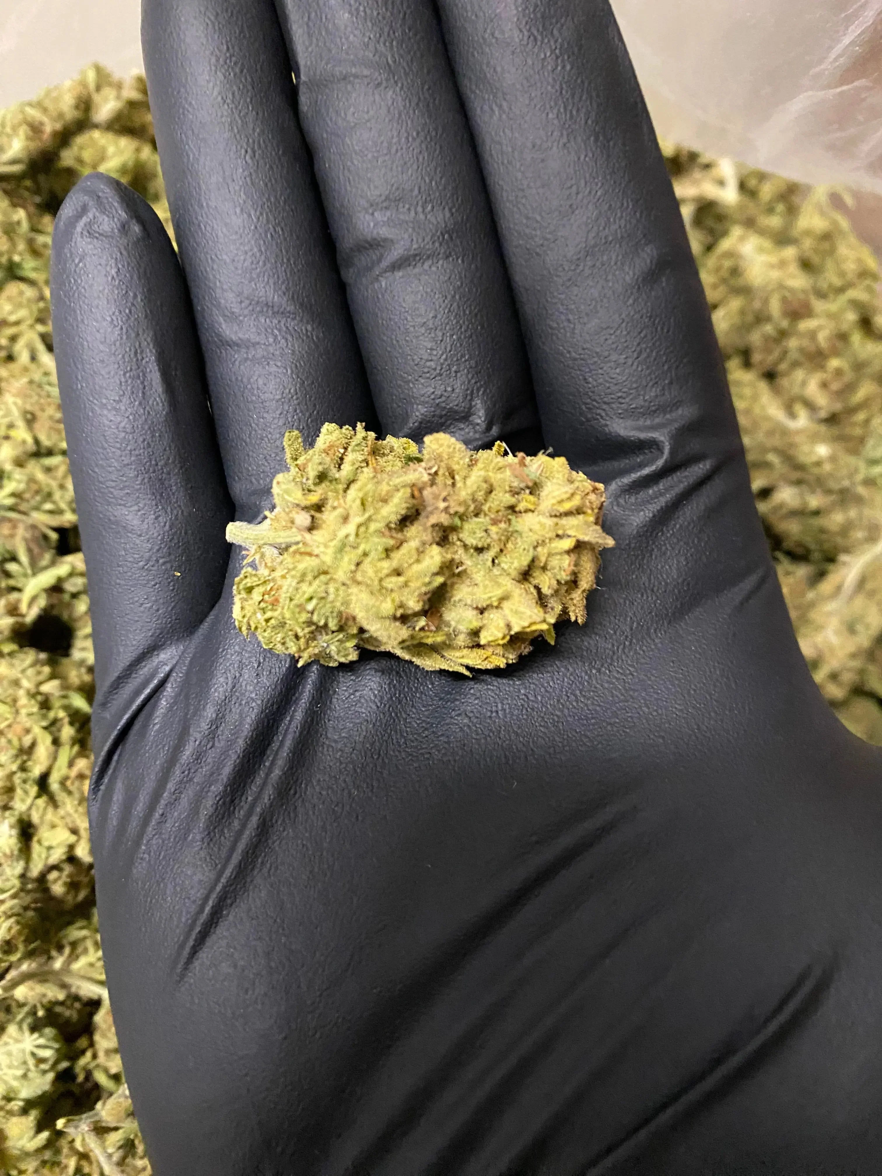 Amnesia THCA - Image 3