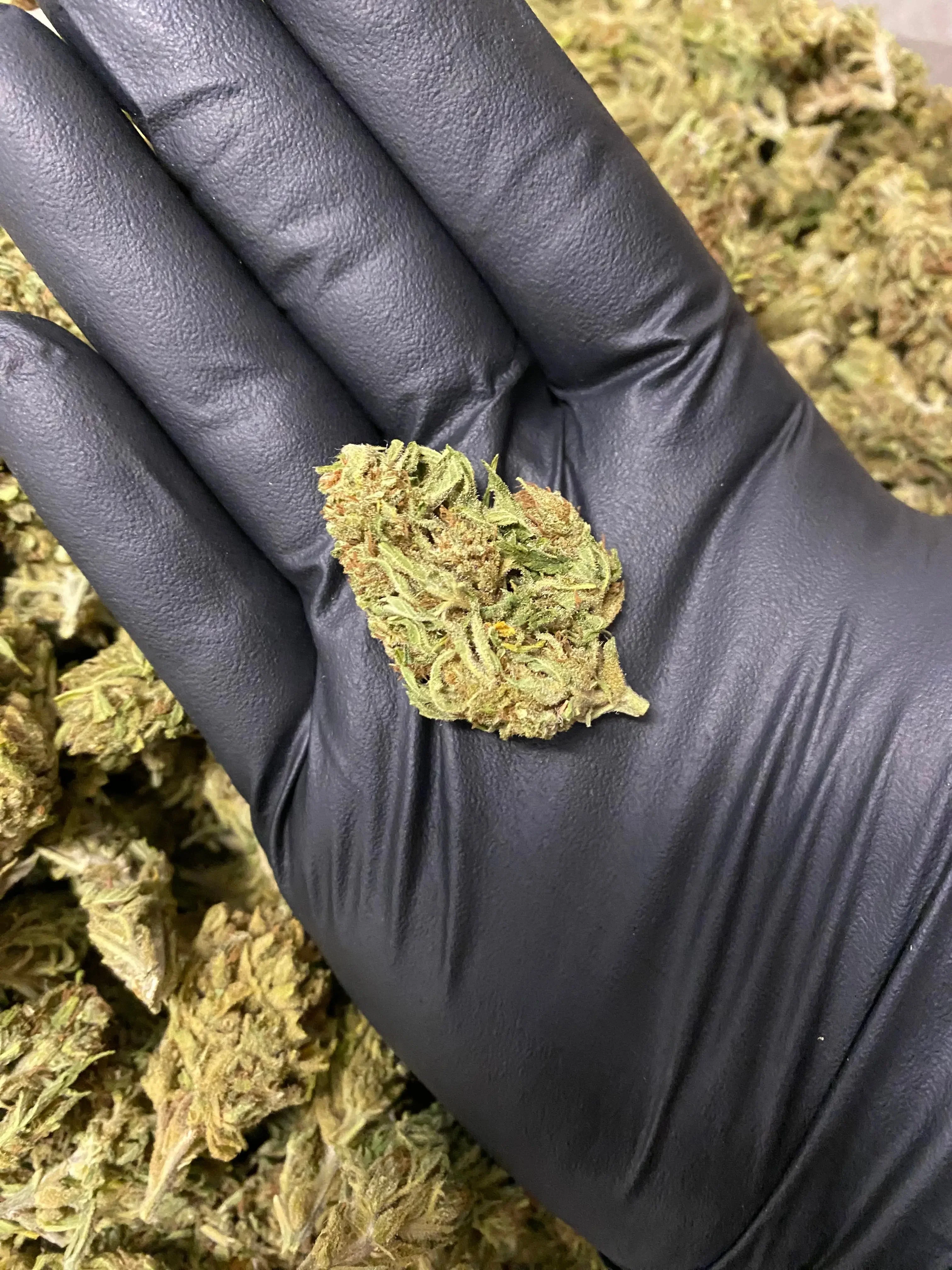 Amnesia THCA - Image 4
