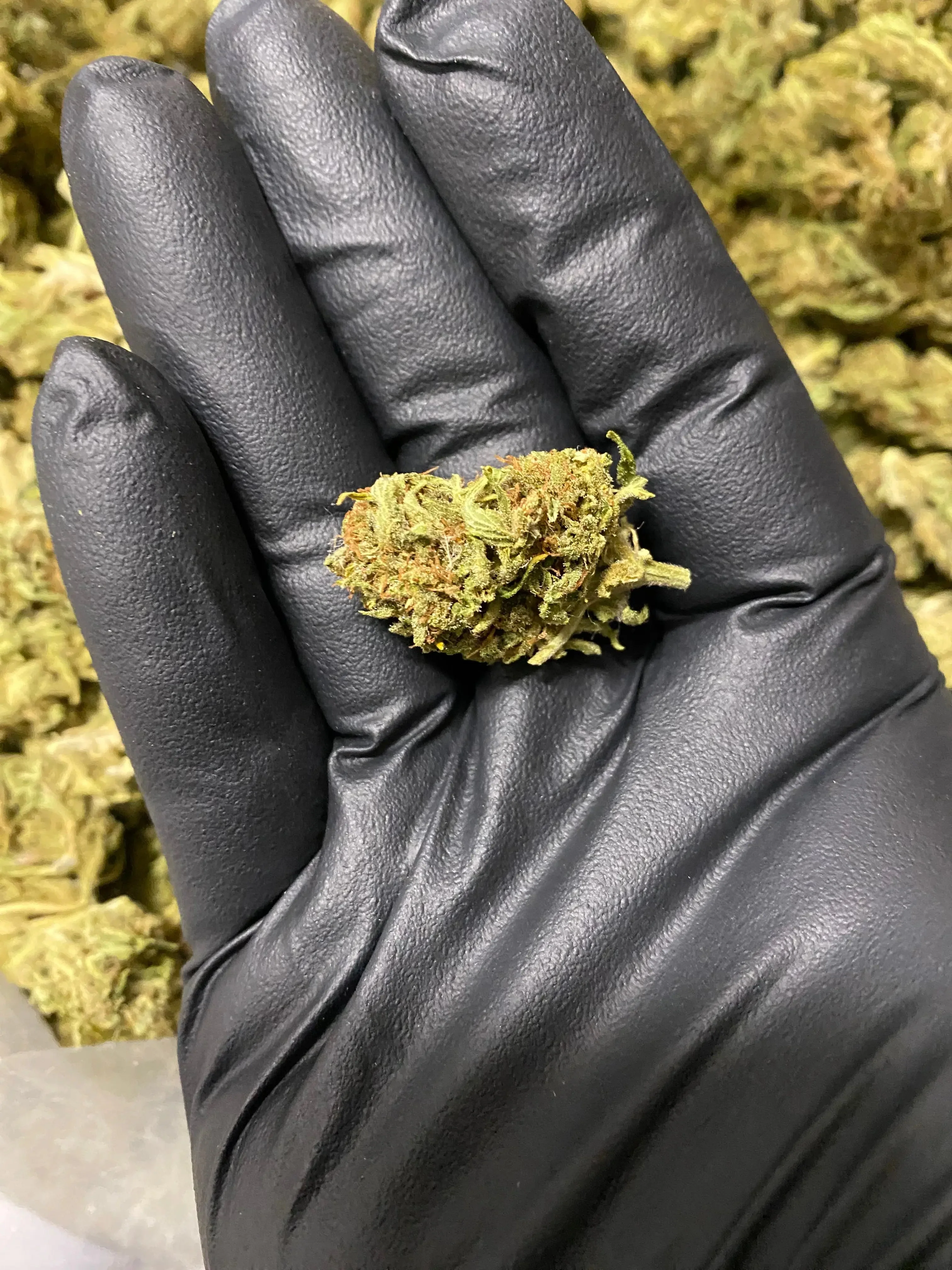 Amnesia THCA - Image 7