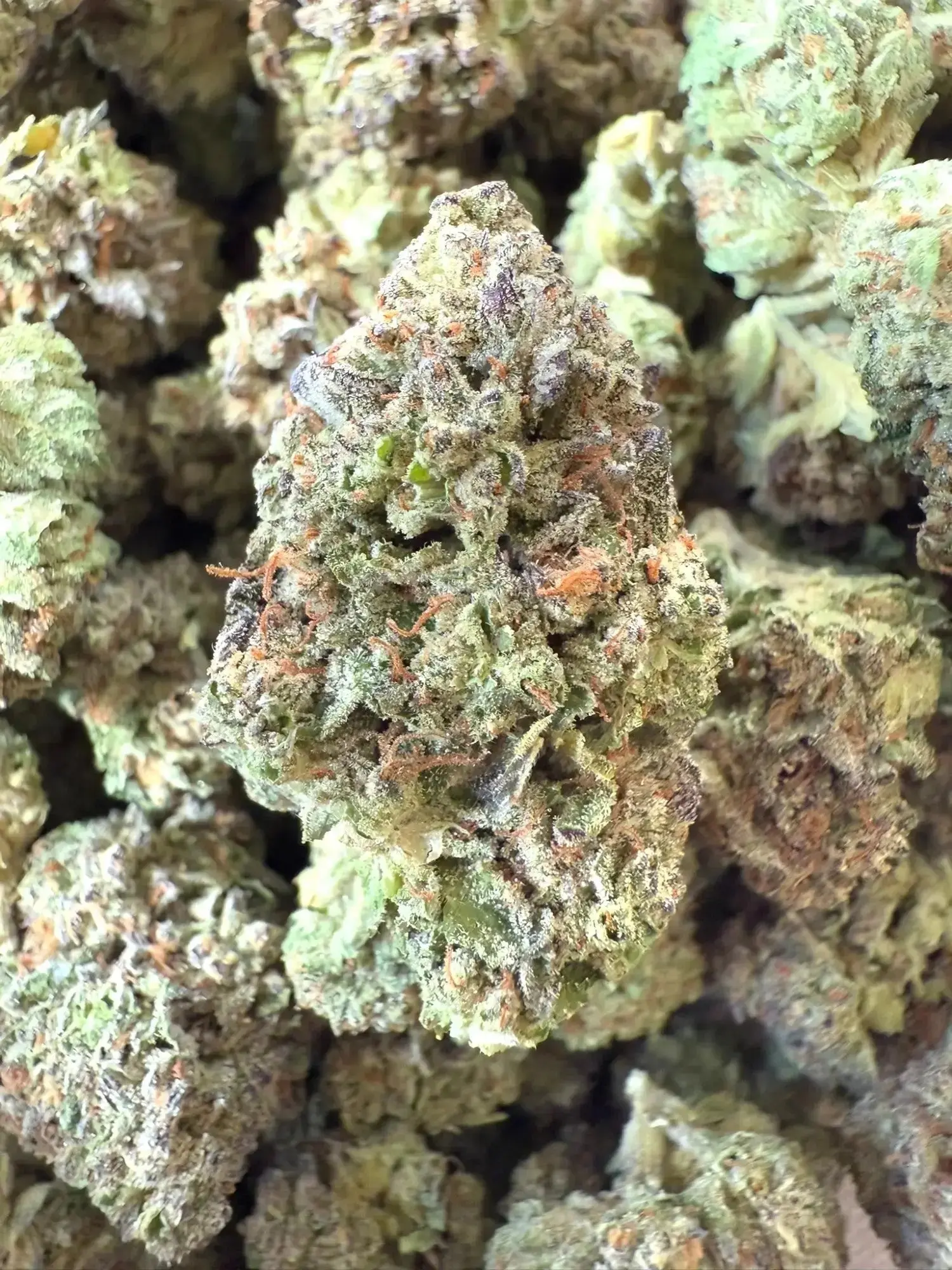 1 Pound - Exotic Ice Cream Cake THCA Strain - Image 2