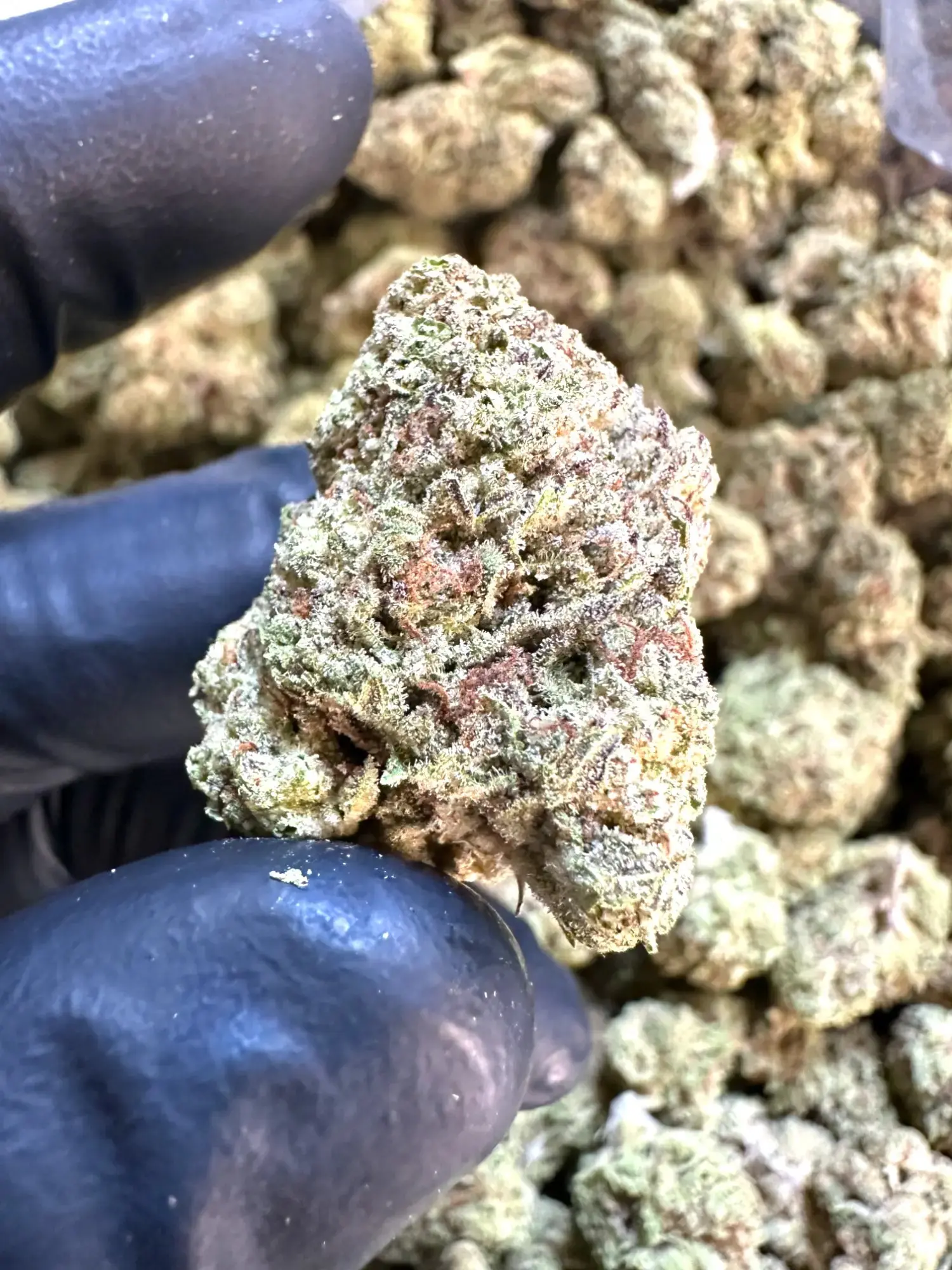 Frisco Labs - Exotic Cadillac Rainbow THCA Strain - Image 2