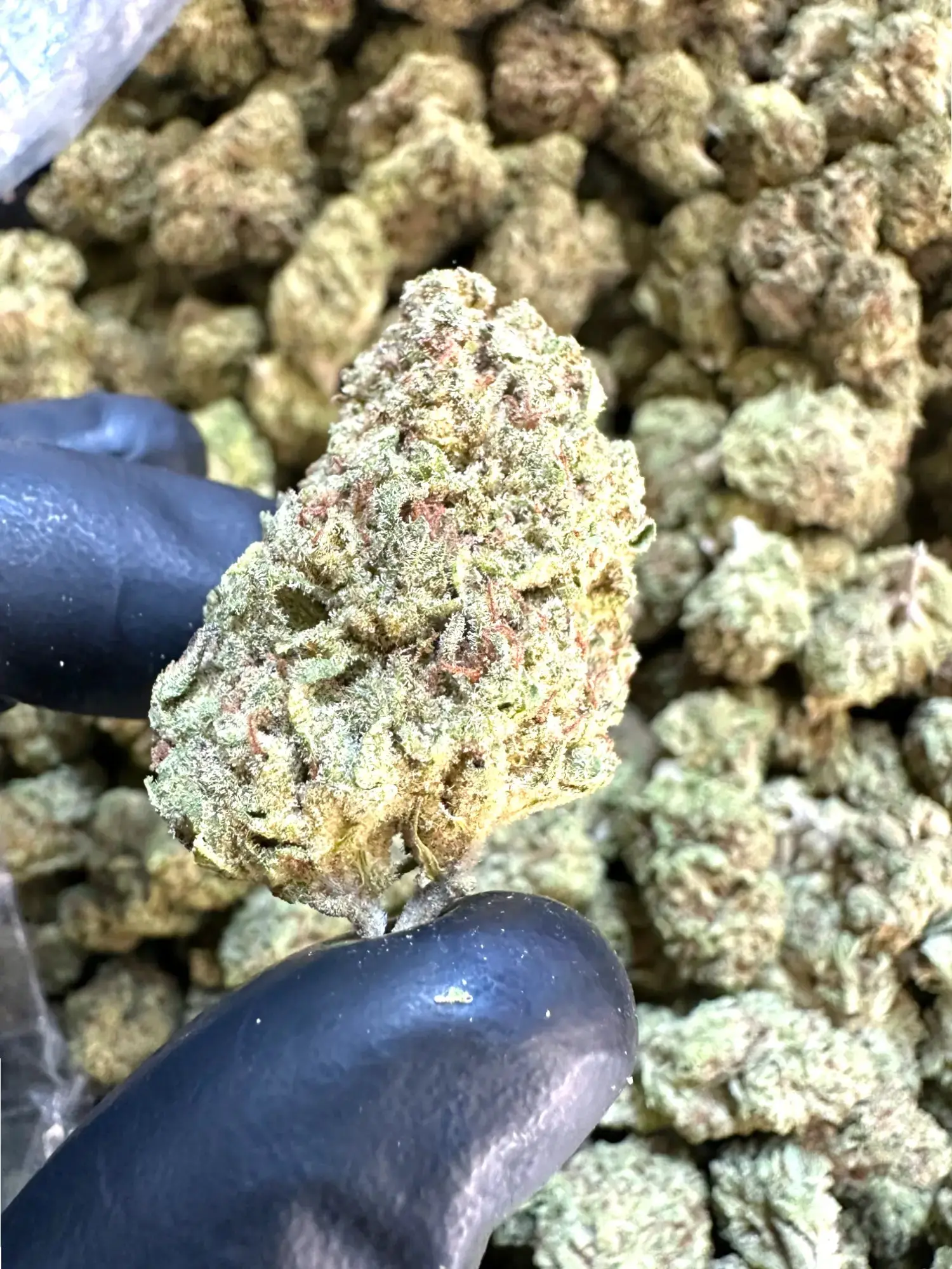 Frisco Labs - Exotic Cadillac Rainbow THCA Strain - Image 3