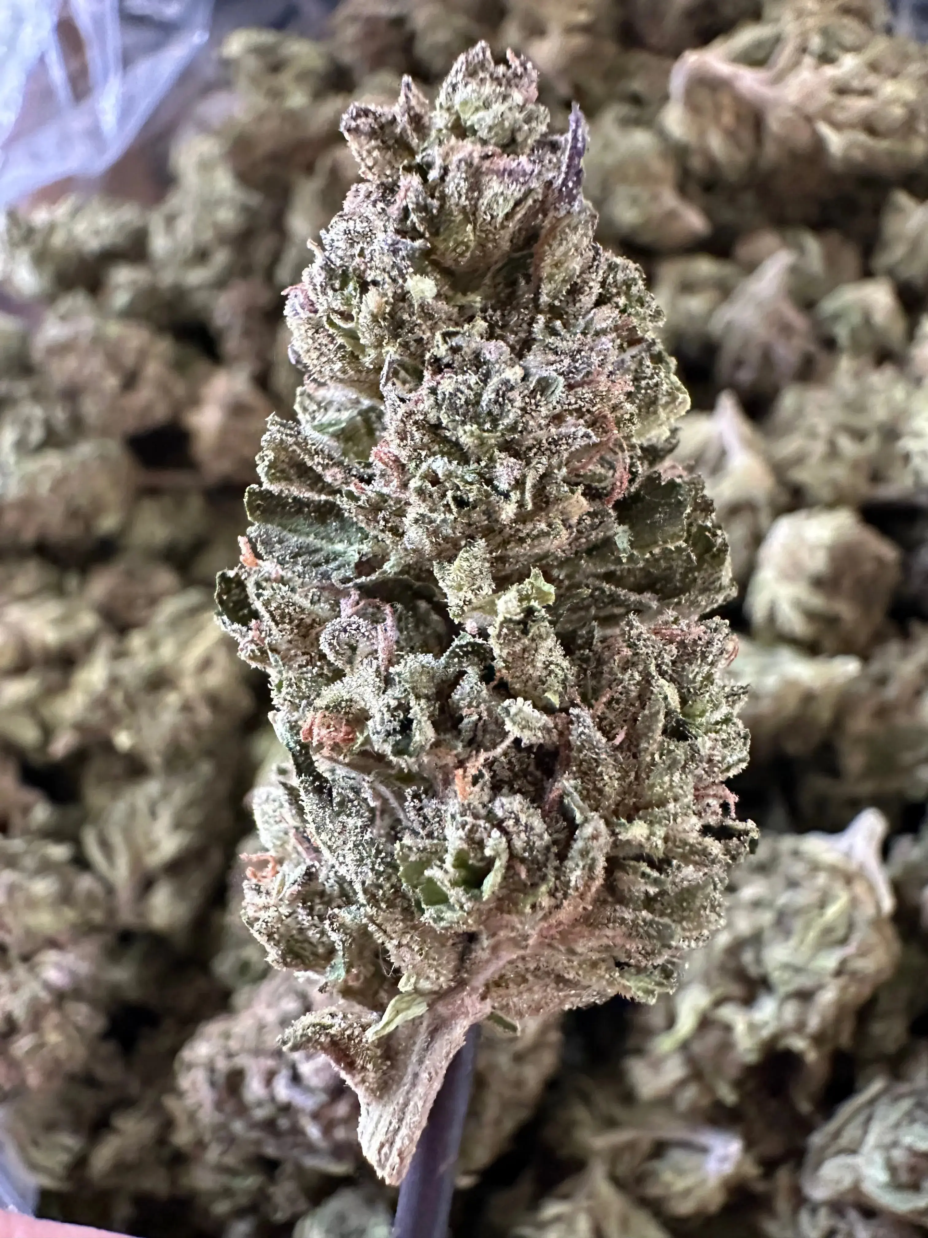 Frisco Labs - Exotic Indoor Gas Candy THCA - Image 2