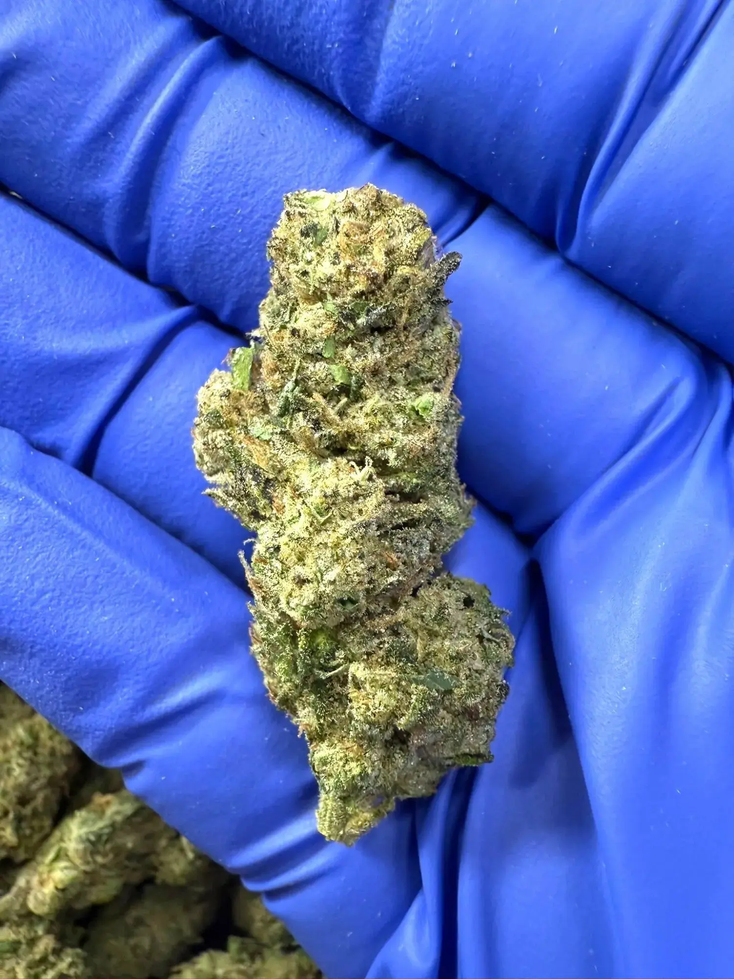 Frisco Labs Exotic Indoor Hash Burger THCA Strain - Image 3