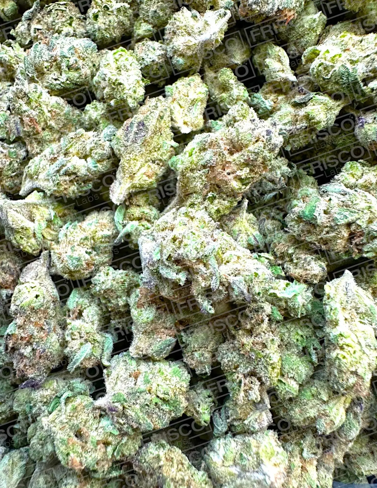 Frisco Labs Exotic Indoor Hash Burger THCA Strain - Image 6