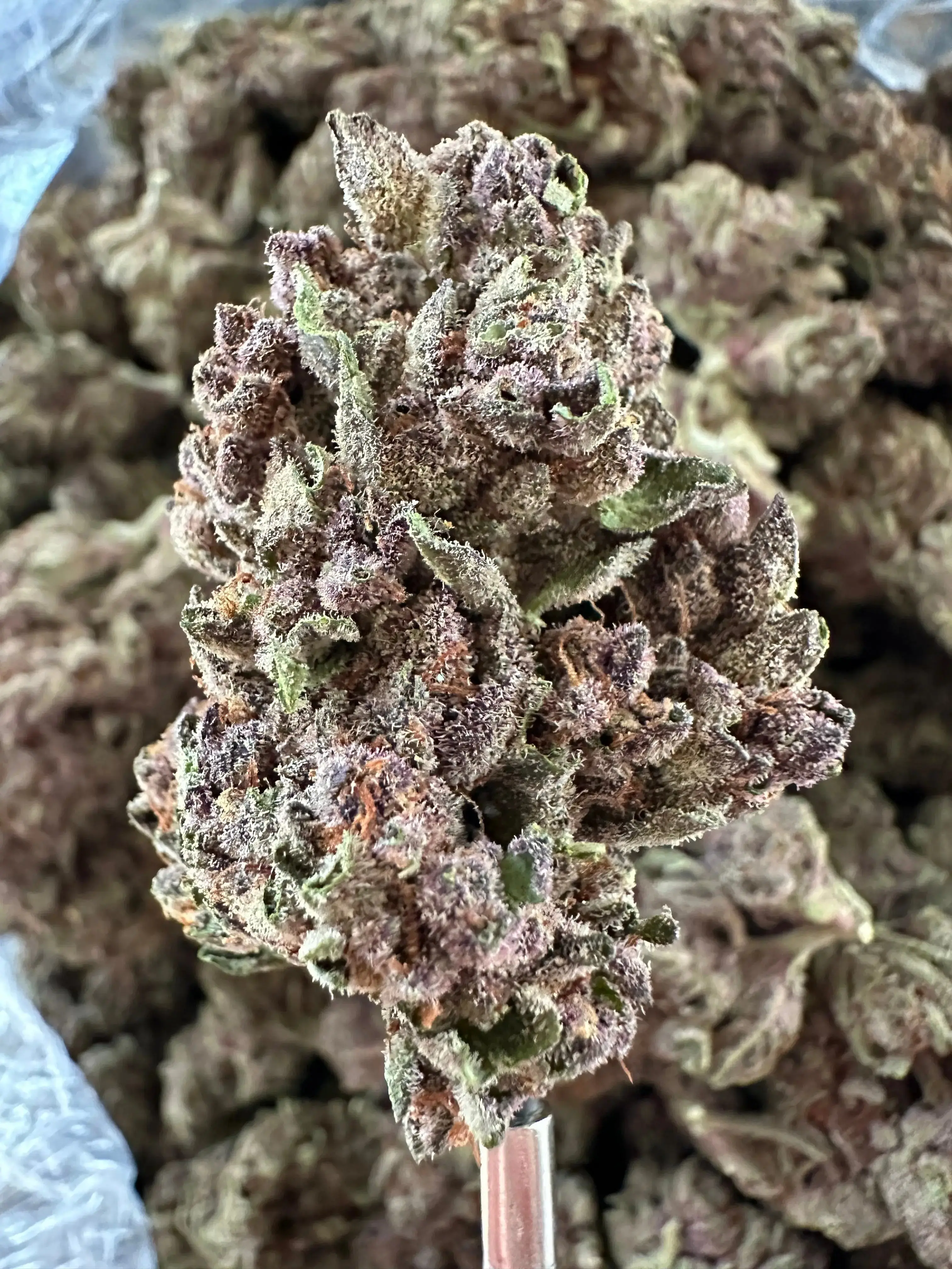 Frisco Labs - Exoti Tropicanna Cherry THCA - Image 2