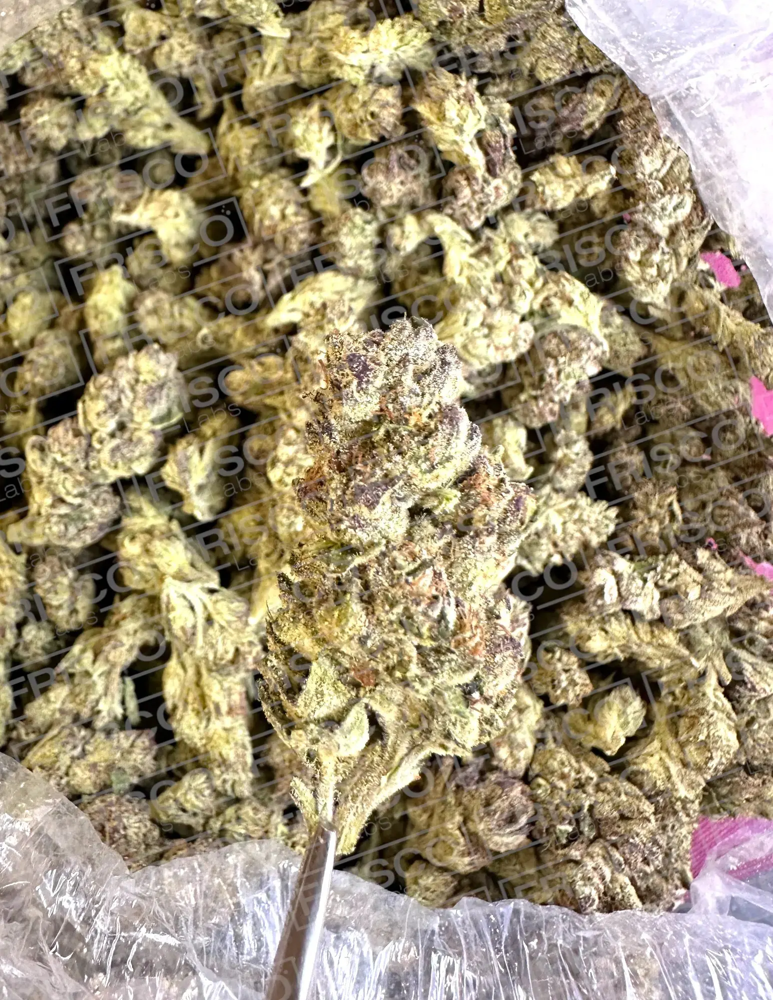 1 Pound - Exotic Kush Mintz THCA - Image 2