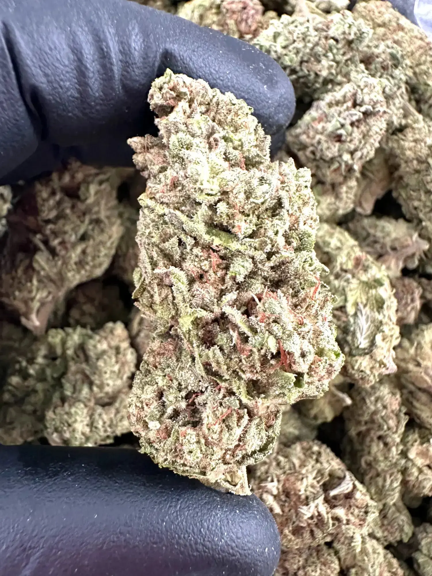 Frisco Labs - Exotic Wedding Crasher THCA Strain - Image 2