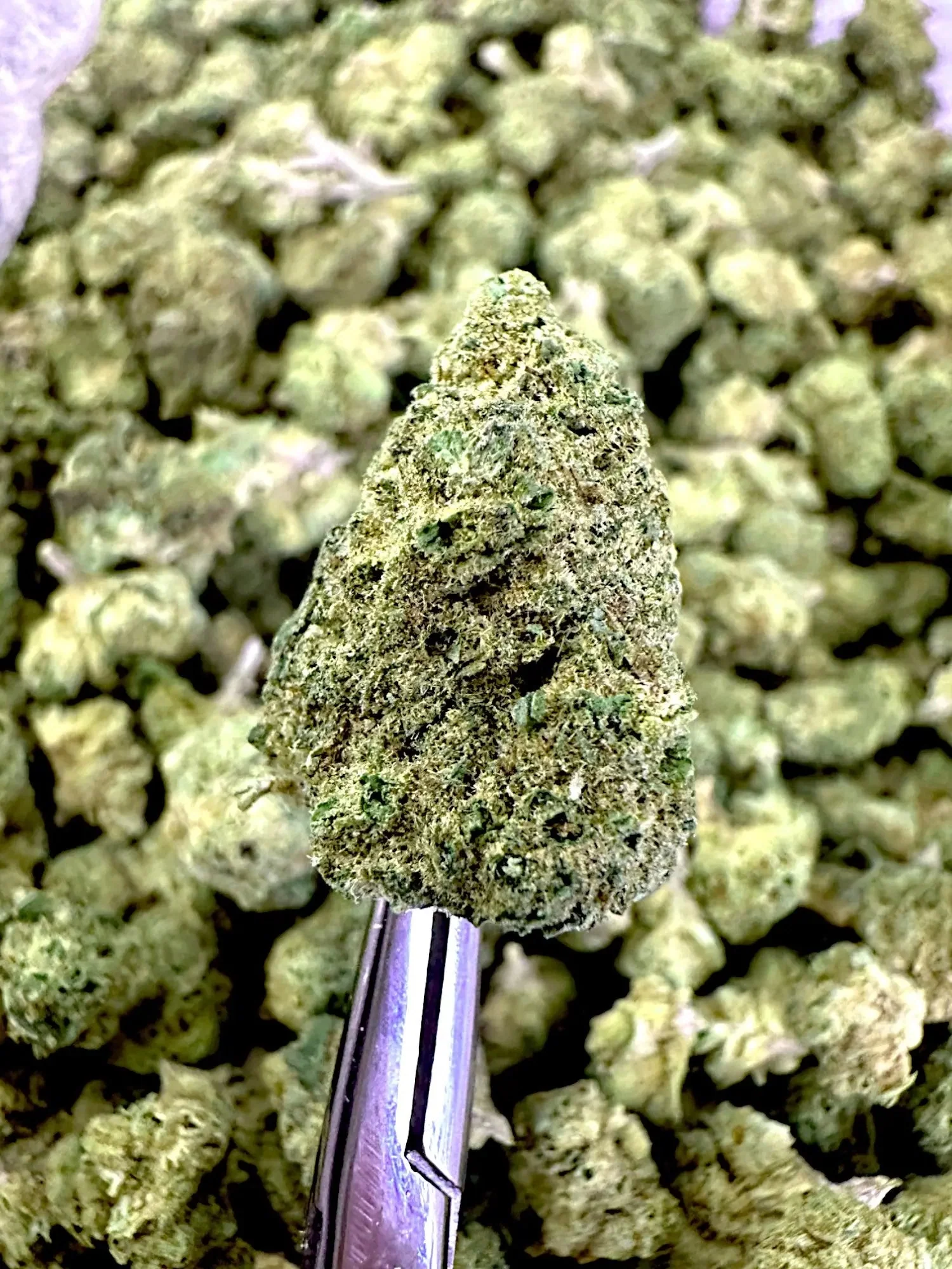 Frisco Labs - Gelato 45 THCA