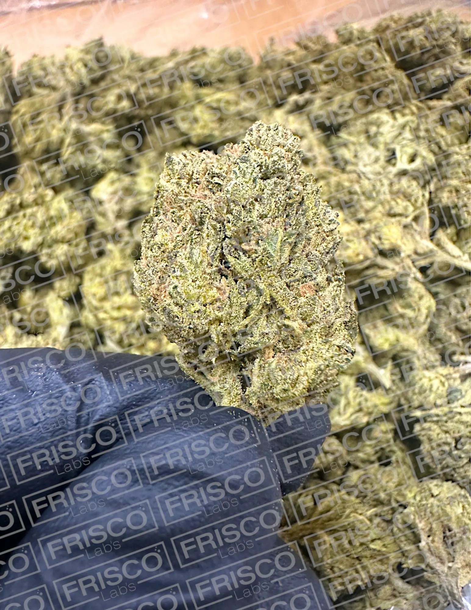 Frisco Labs - Honeycomb THCa - Image 2