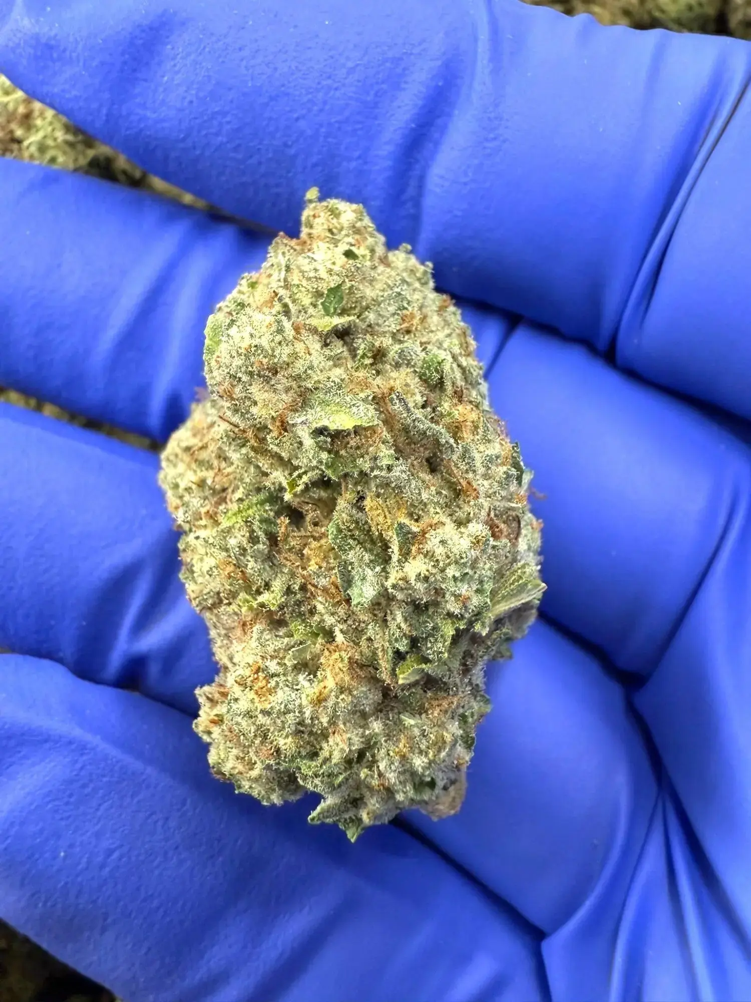 1 Pound - Purple Punch Strain THCA - Image 2