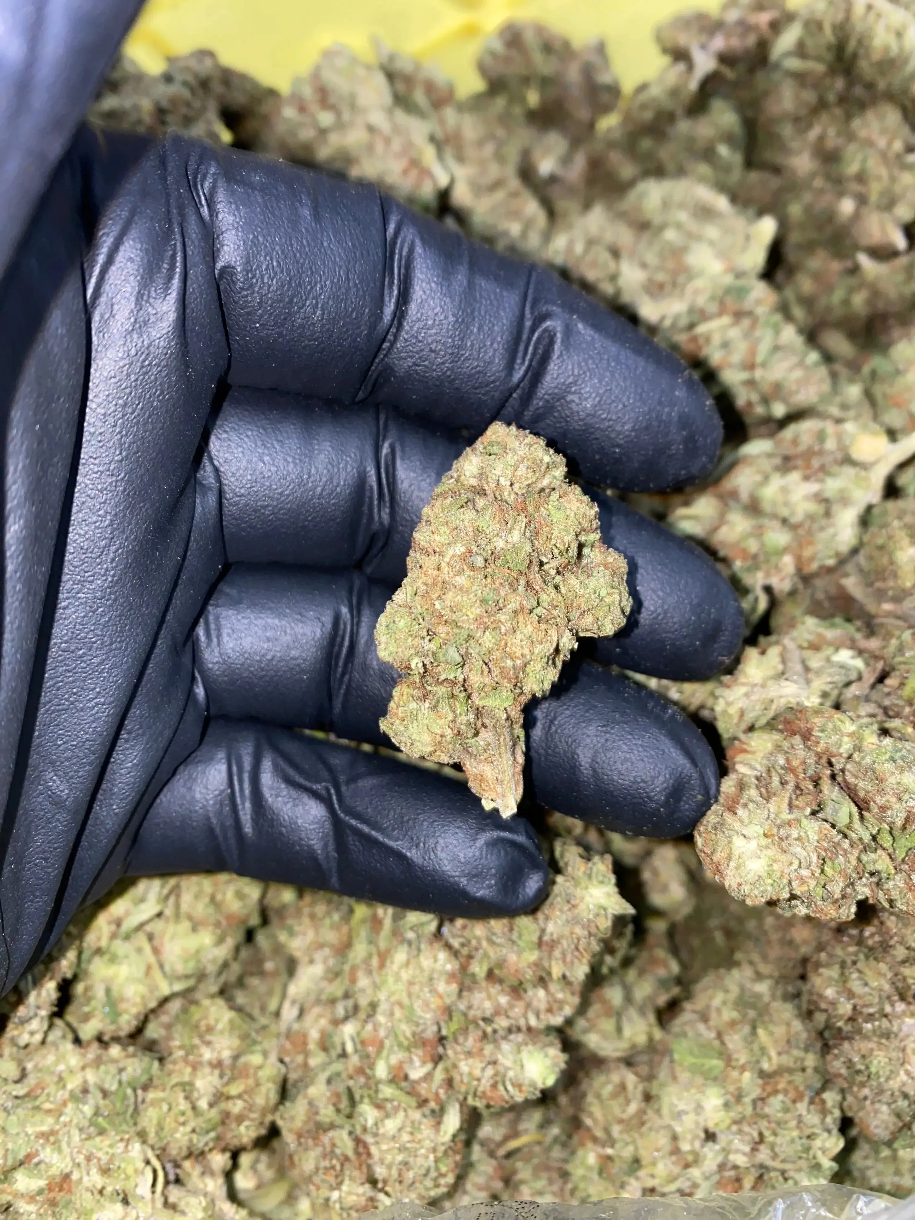 Frisco Labs - Zereal Milk THCA Strain - Image 12
